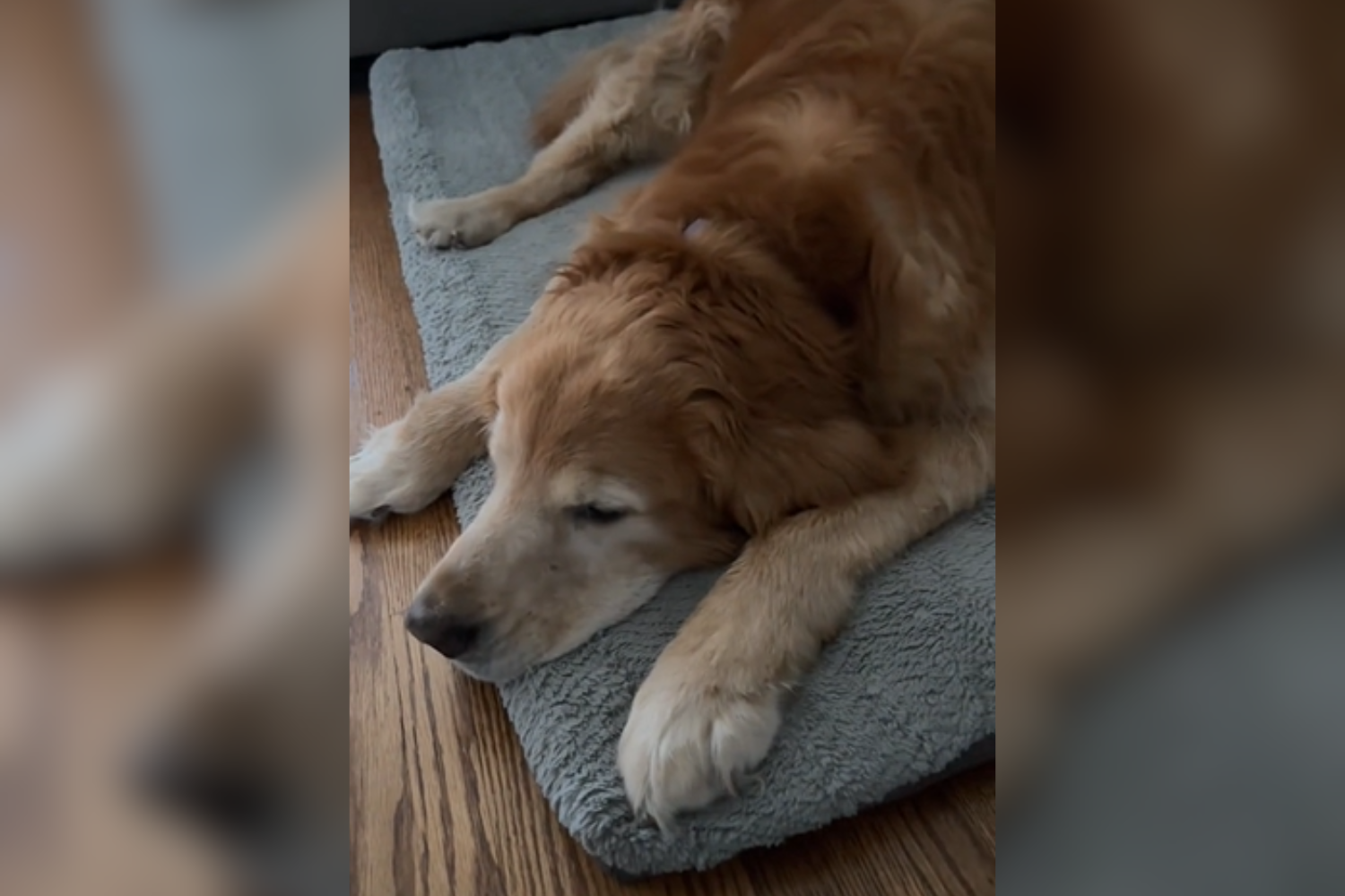 Hearts Melt at How Owner Wakes Up Senior Golden Retriever Every Day