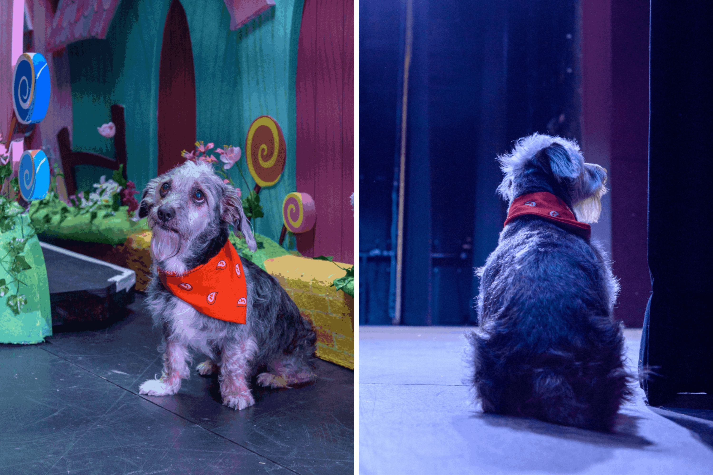 12-Year-Old Rescue Dog Goes From 'Cage To Stage' As He Makes Acting ...