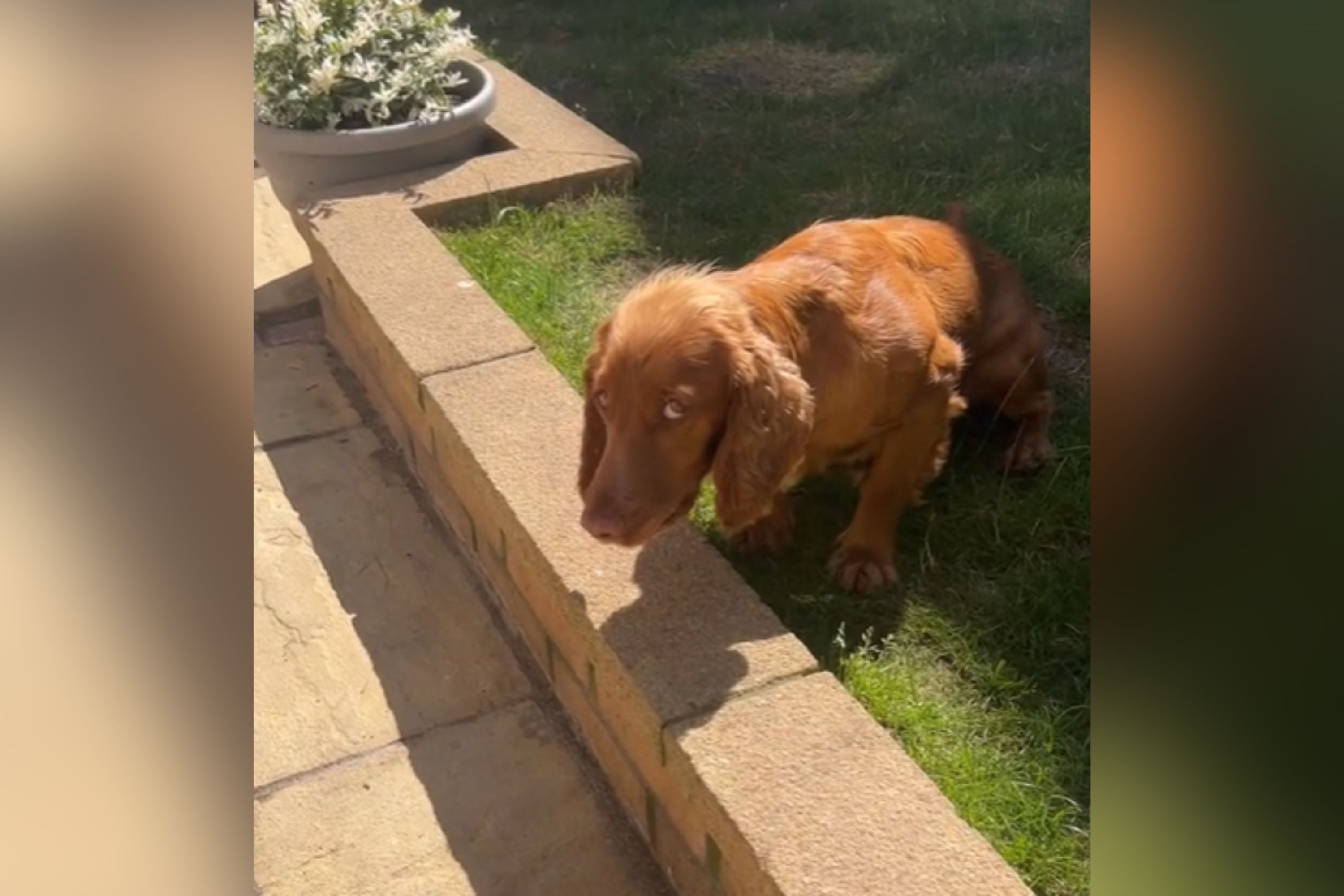 Dog Owner Tries to Relax in Sunny Backyard&mdash;Spaniel Has Other Ideas