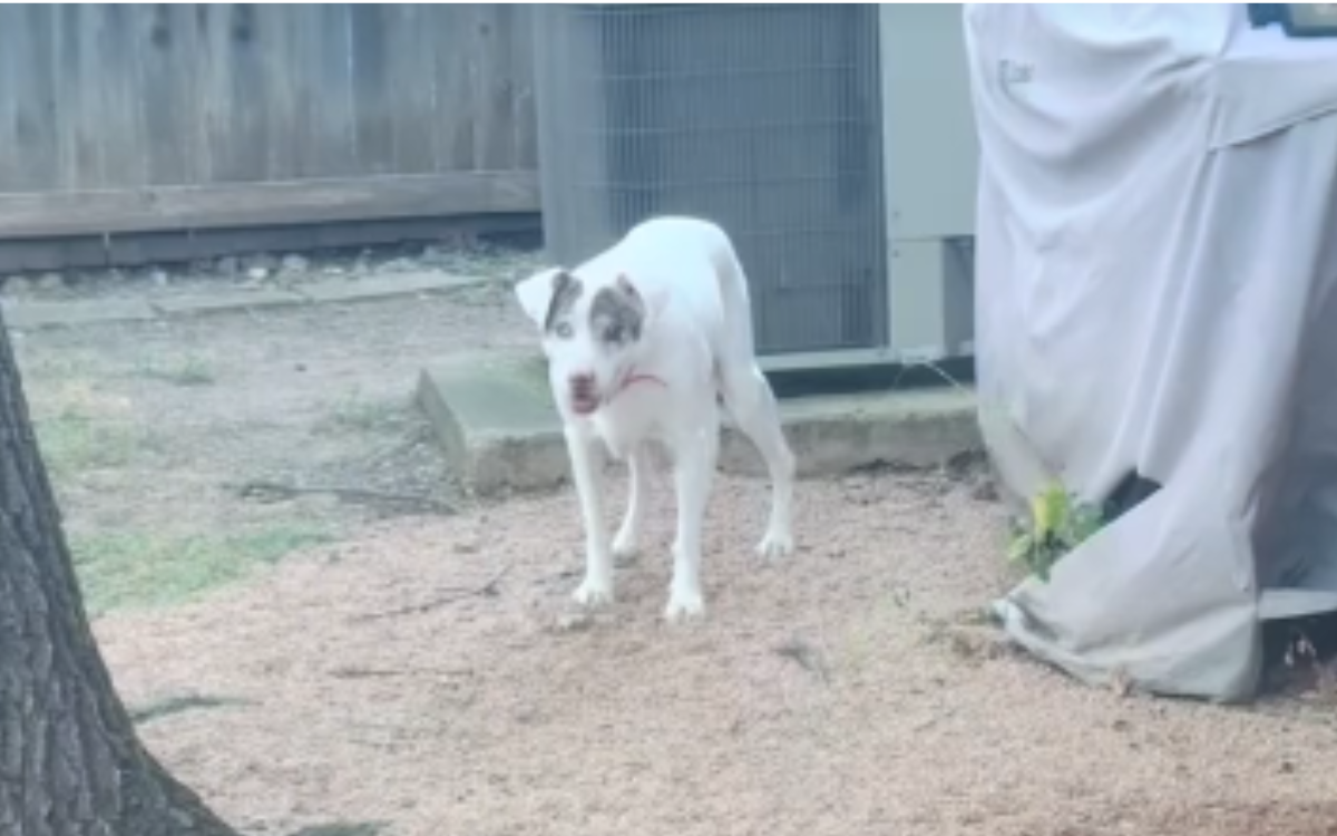 Dog Adopted From Shelter as a Puppy Dumped Years Later After Dementia Onset