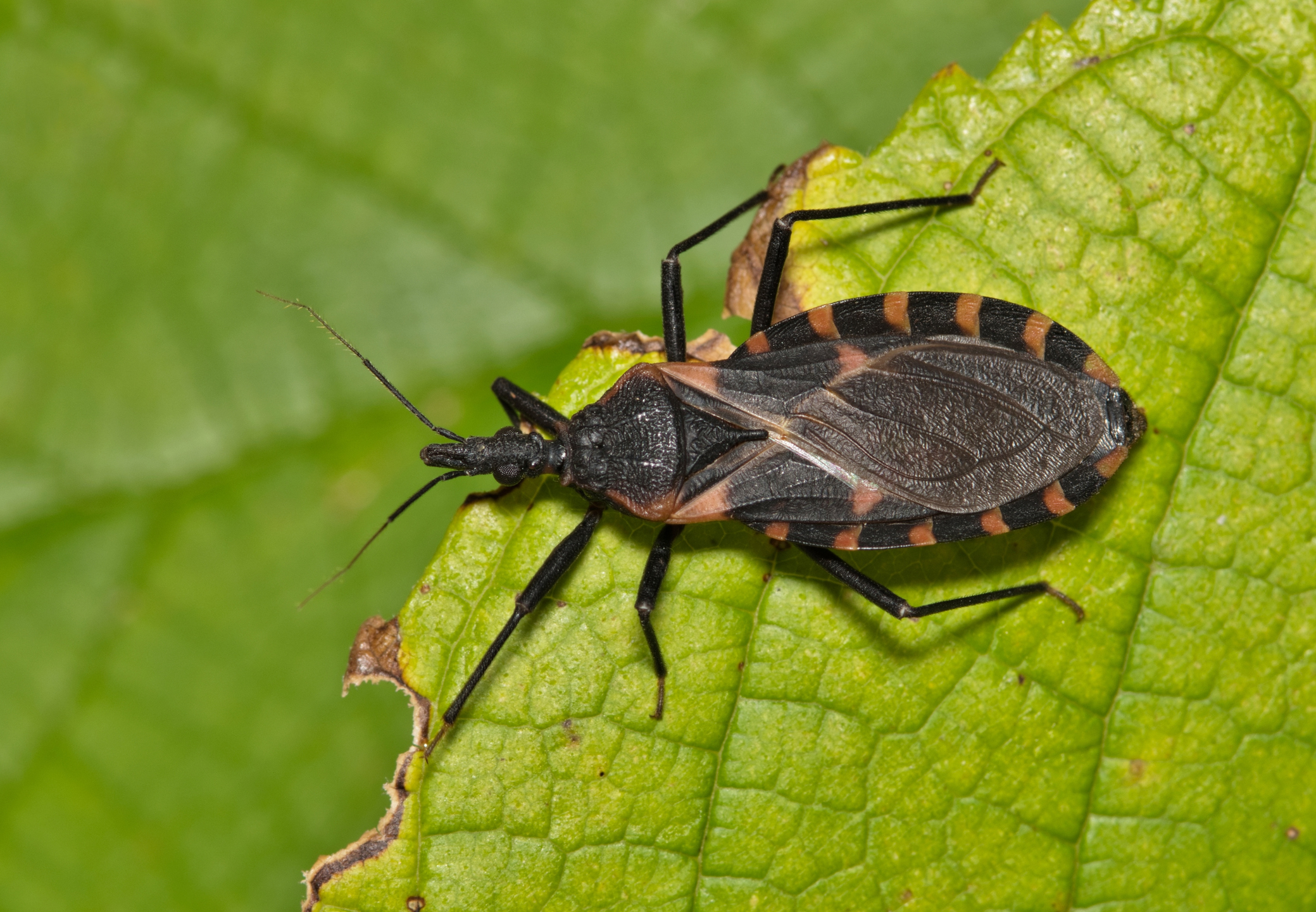 Avertissement du Delaware concernant des insectes porteurs de maladies mortelles : « appel au réveil »