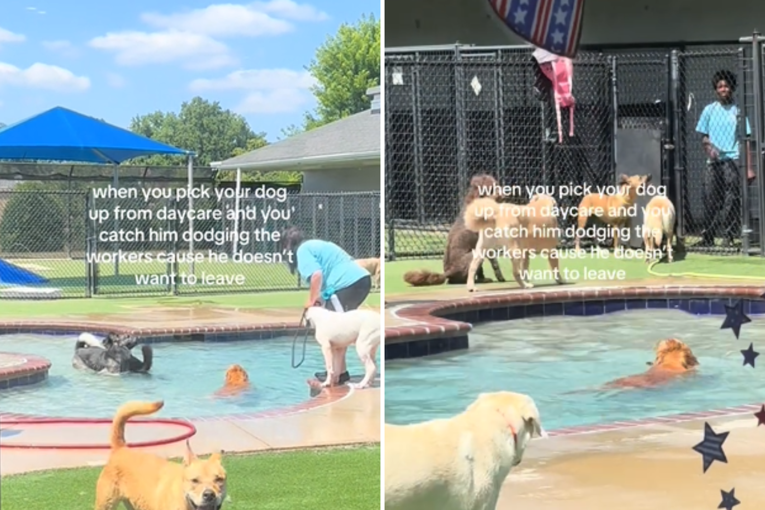 Read more about the article Watch a dog having so much fun at daycare that he simply refuses to leave