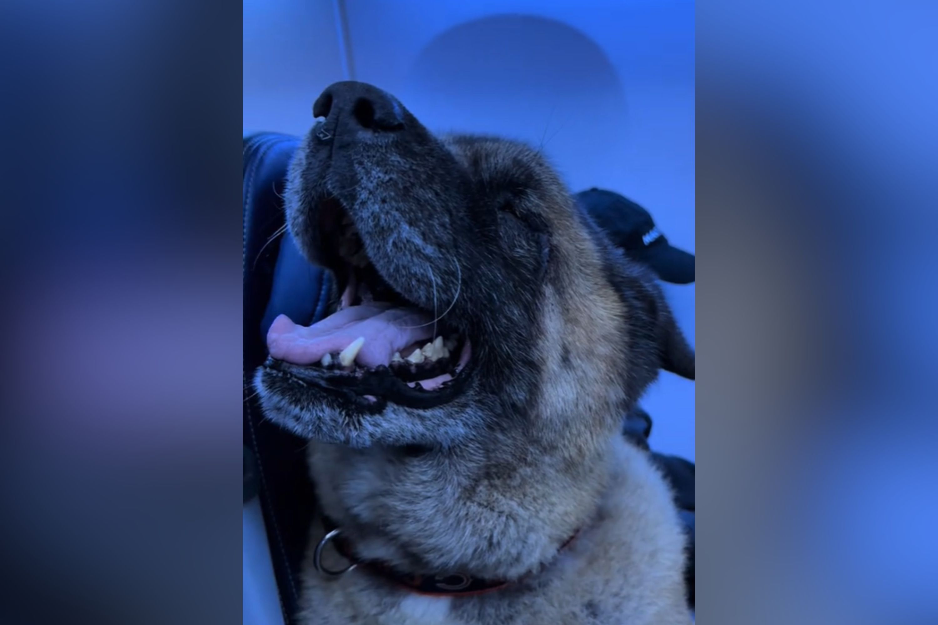 Man buys extra seat on plane for his 90 lb dog: "Personal comfort"