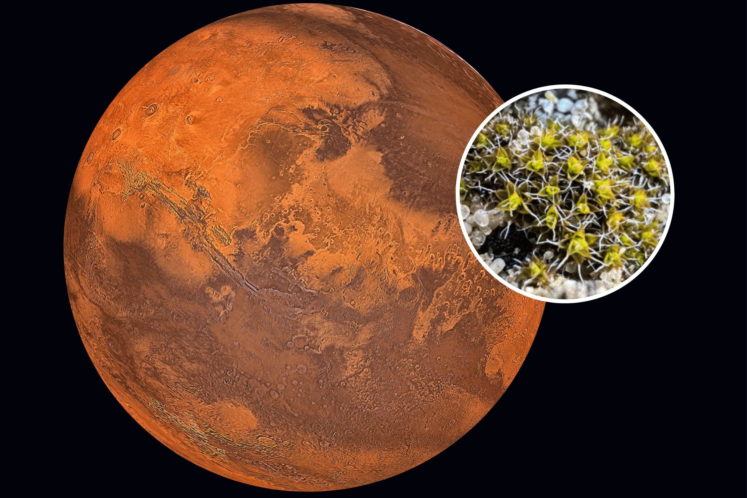 Une plante identifiée qui pourrait pousser sur Mars