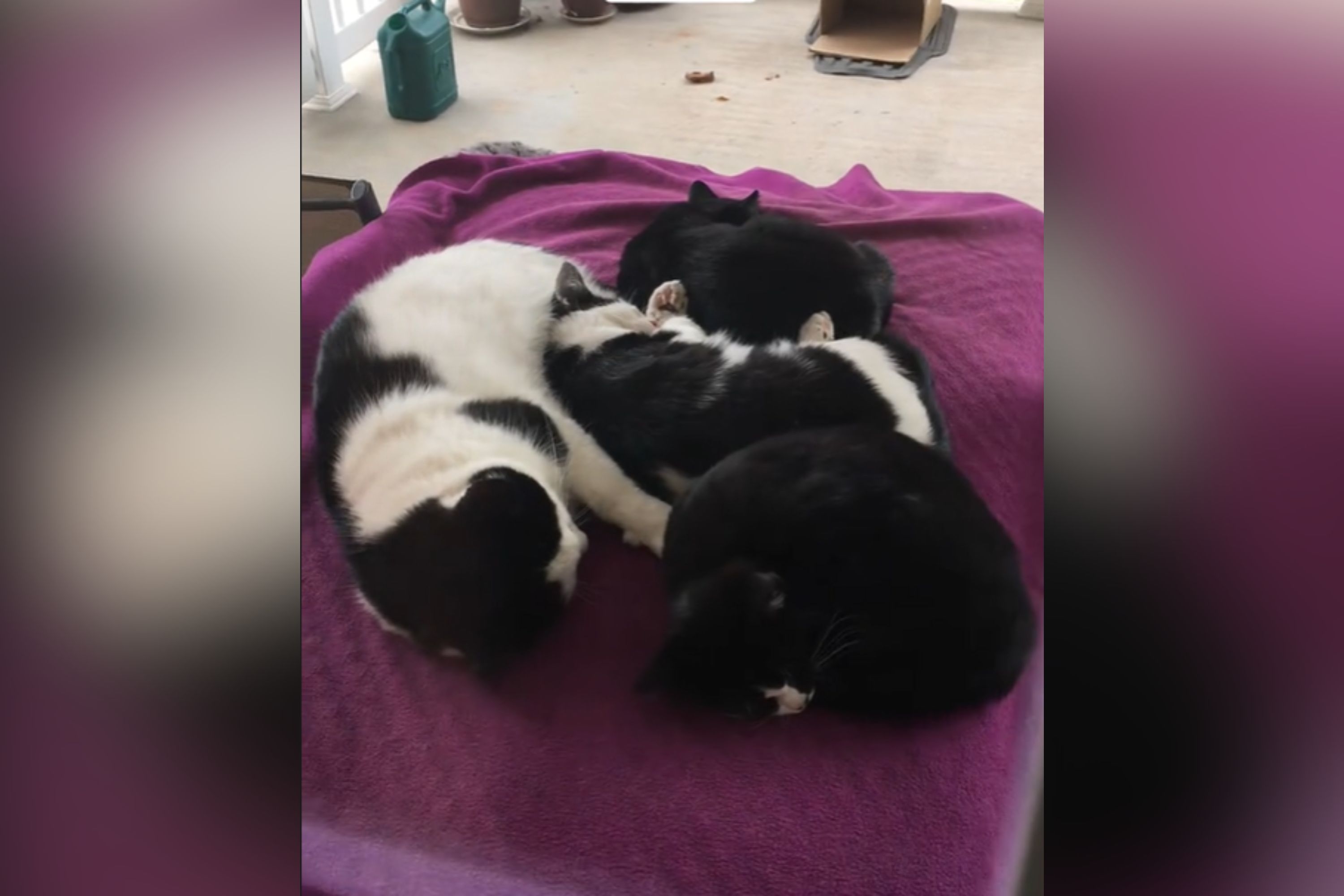Tears as Dad Cat Steps Up to Keep His 'Babies Safe' After Mom Dies ...