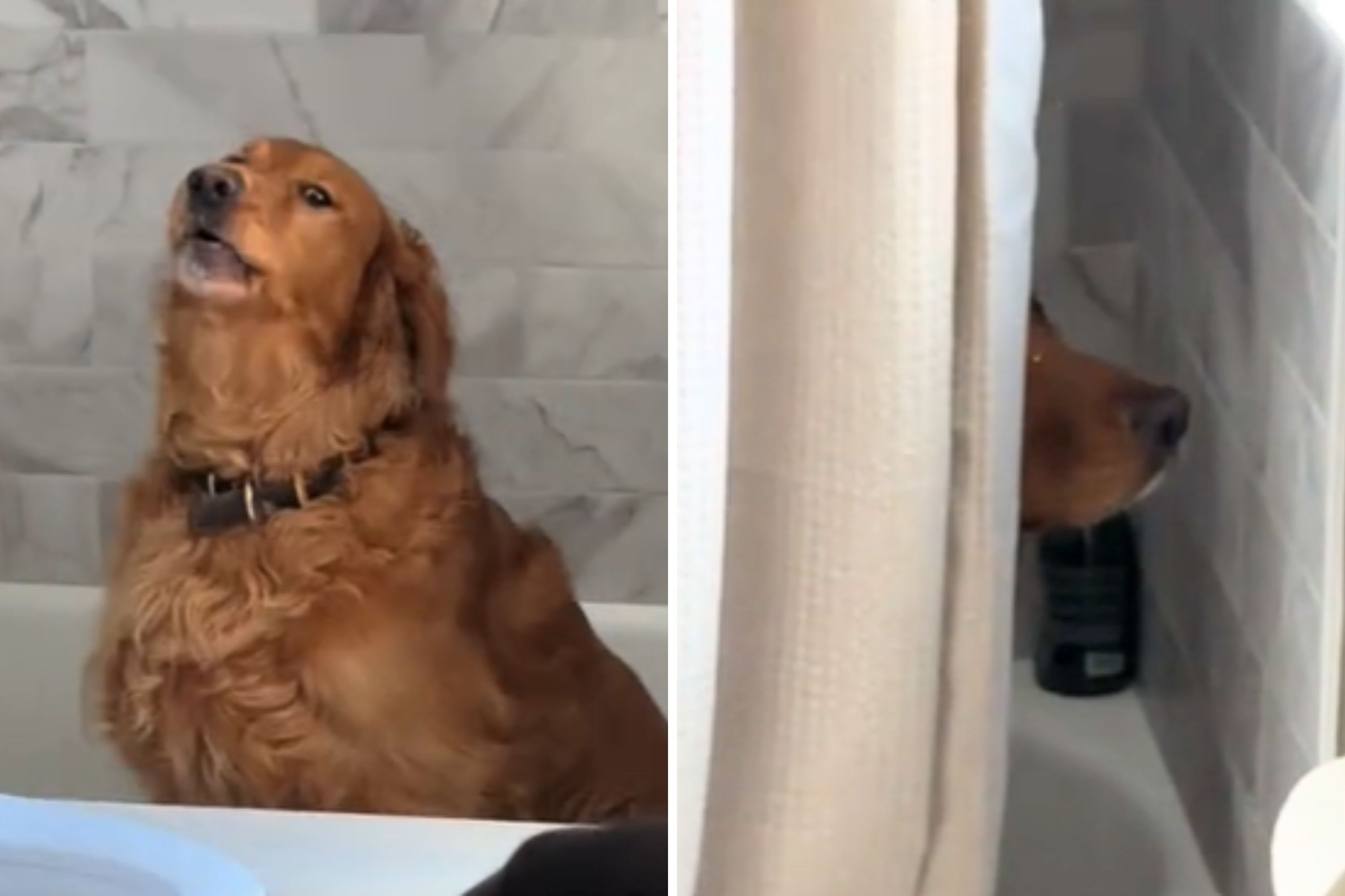 Golden Retriever Sulks in the Bath As Owners Prepare To Bring Newborn ...