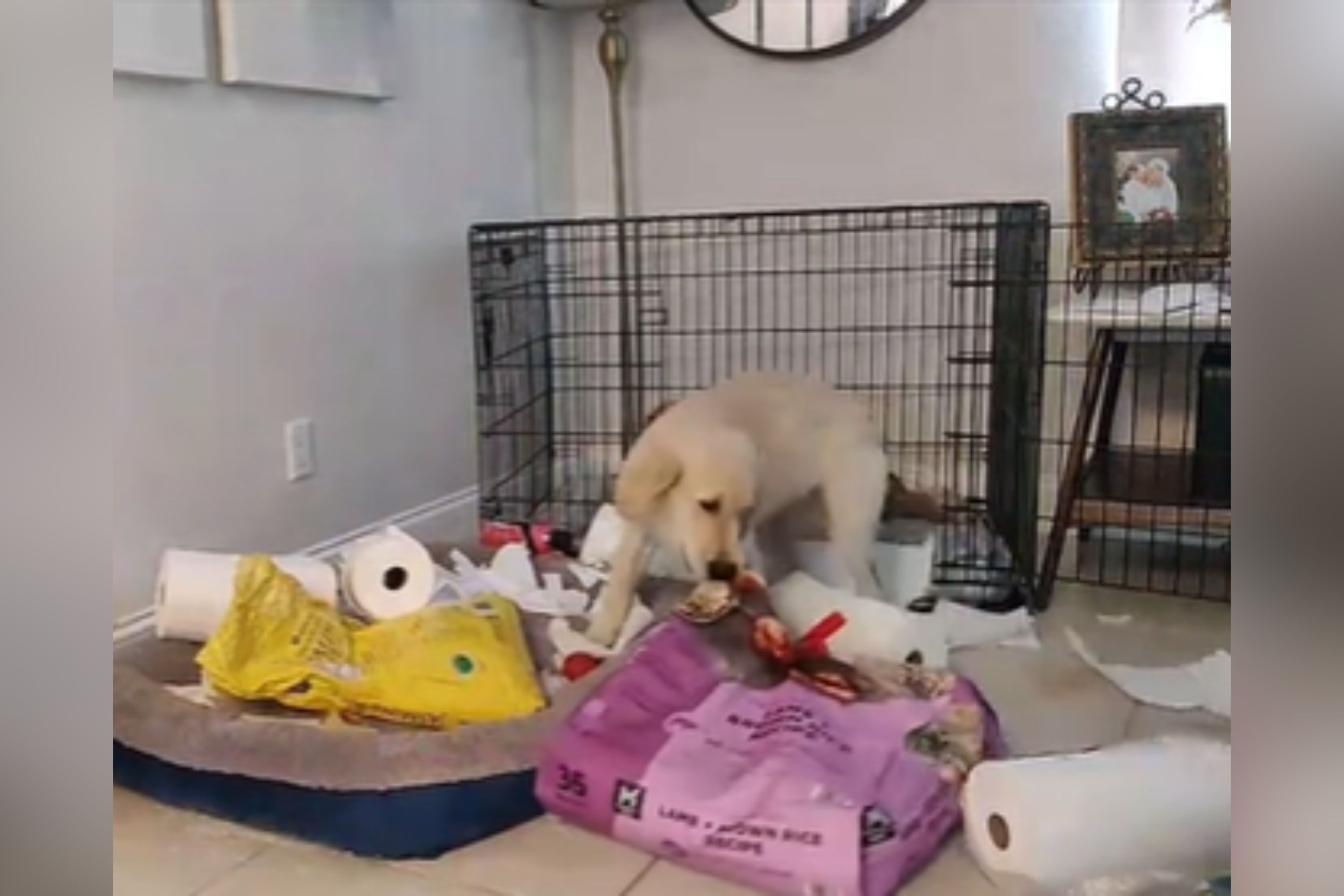 Owner To Put Puppy in Kennel, Watches Destruction Unfold on