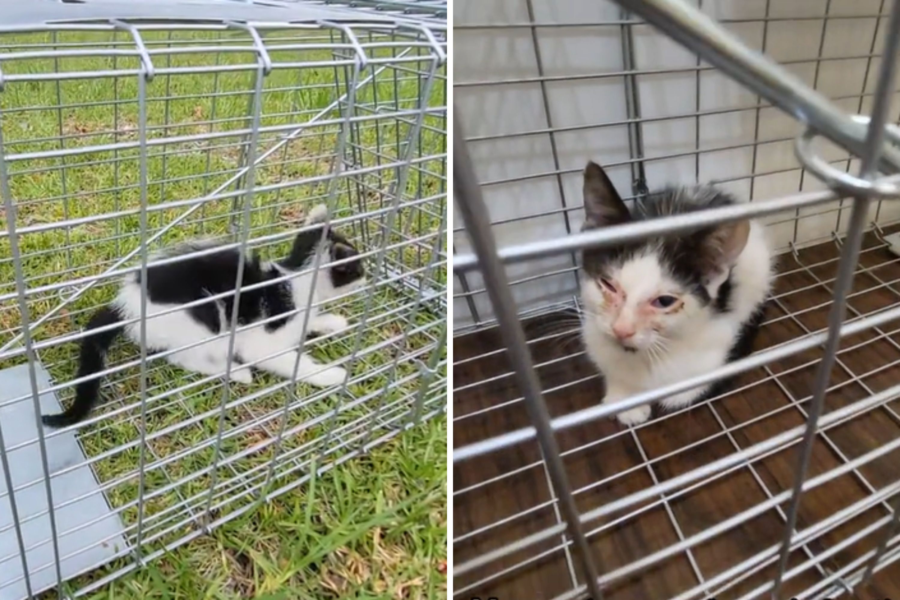 Woman's Day Takes 'Unexpected' Turn After Finding Sick Kitten on Lunch