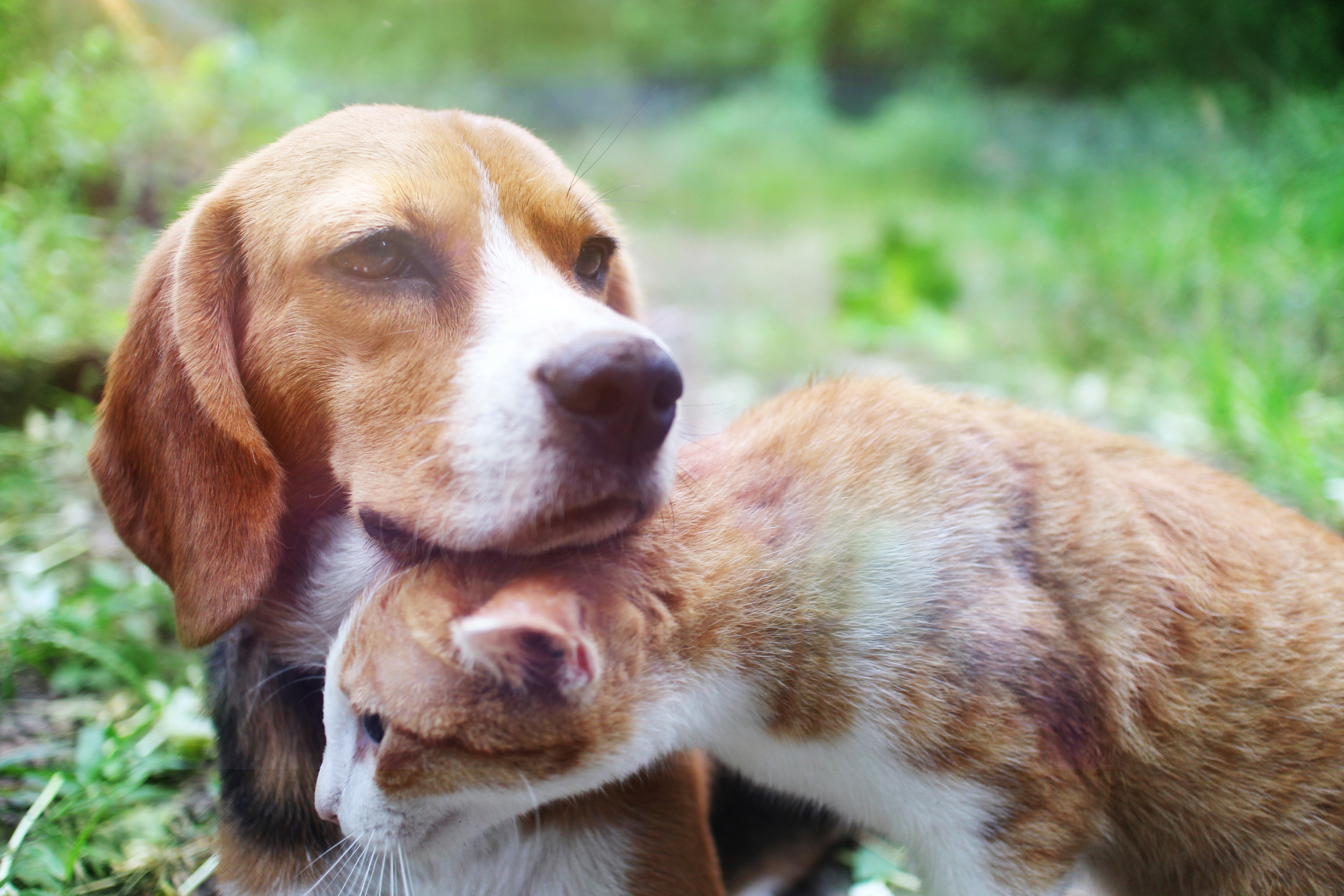 Internet in Love With Cat and Beagle Siblings Going Everywhere Together