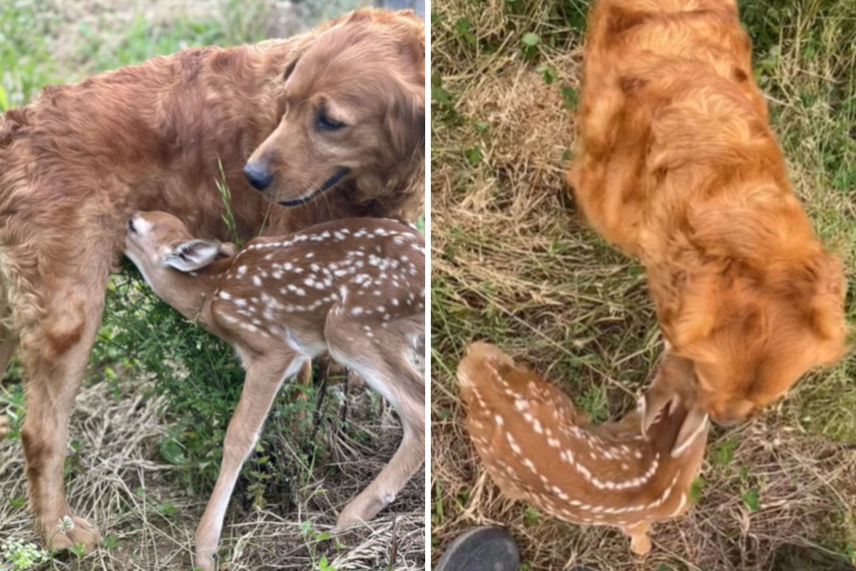 Dog fawn