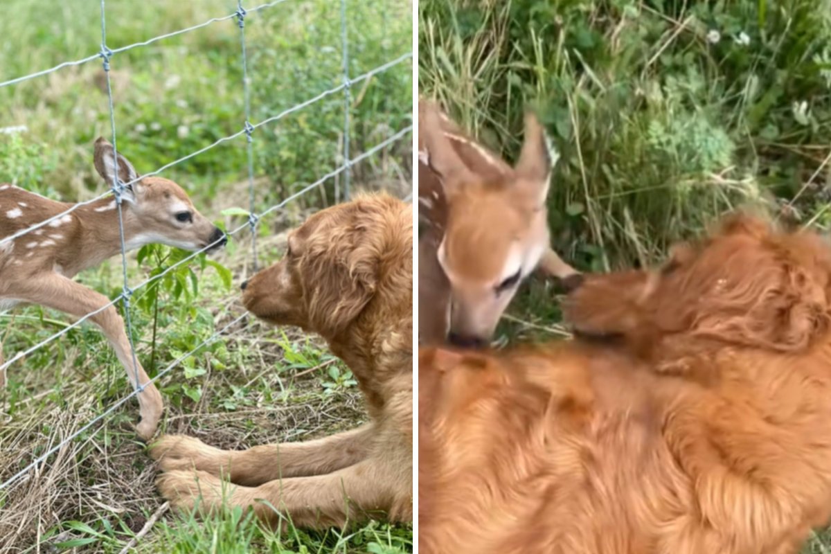 Dog fawn