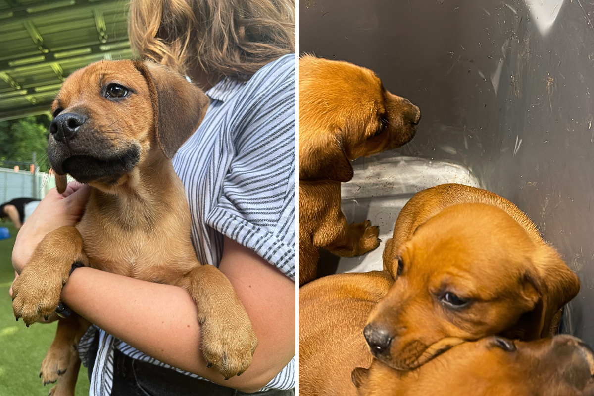 Man's Instinct Saves Four Puppies Abandoned in Plastic Tote Under the Sun