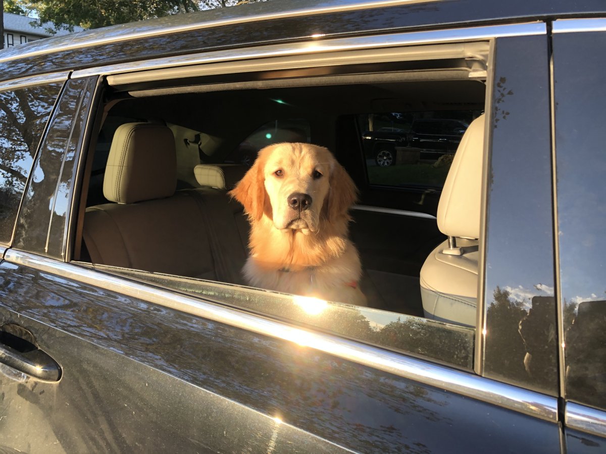 Stock image of a dog in a car.