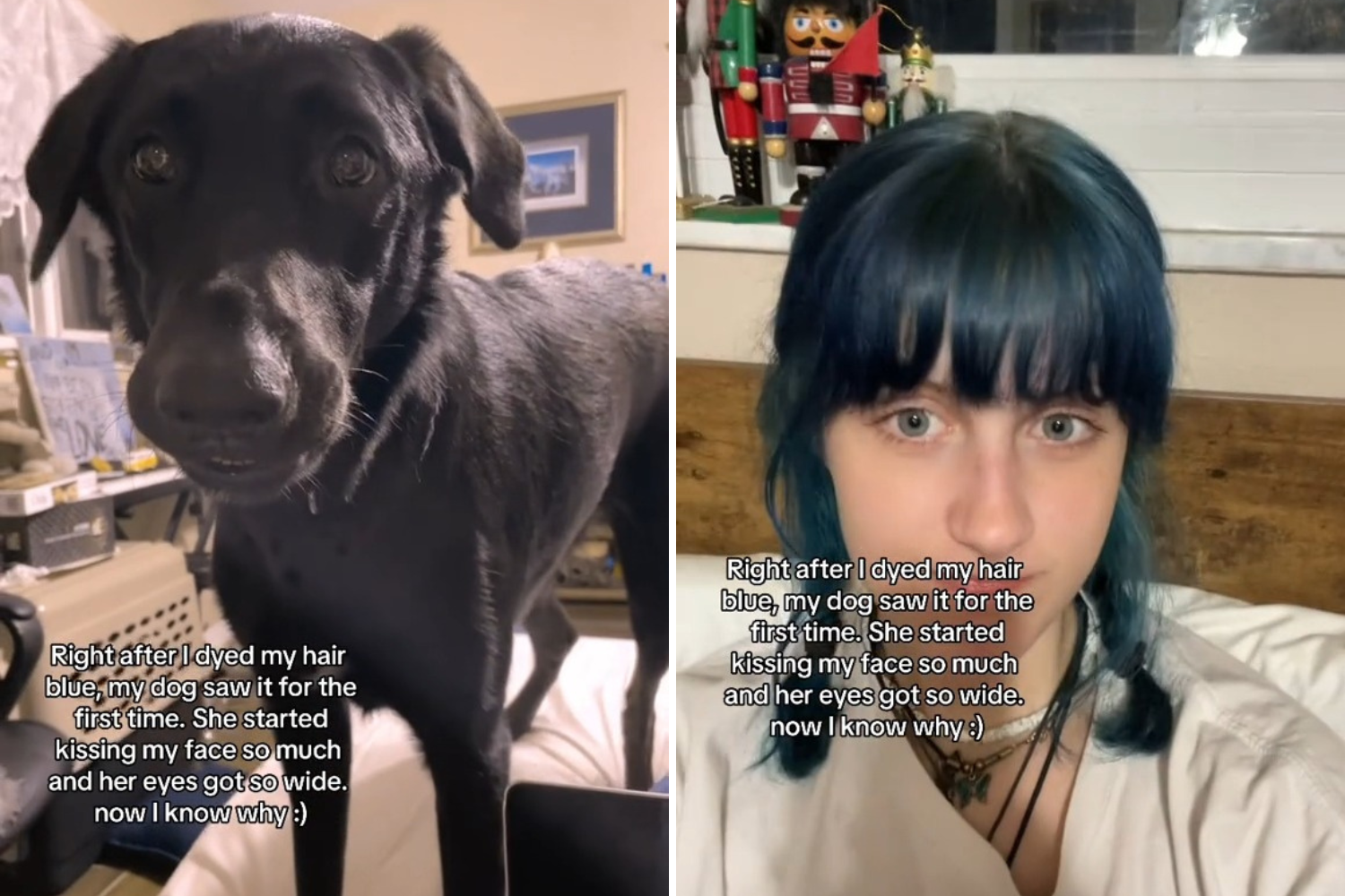 Woman Dyes Hair Blue, Not Prepared for What Dog Does First Time He Sees ...