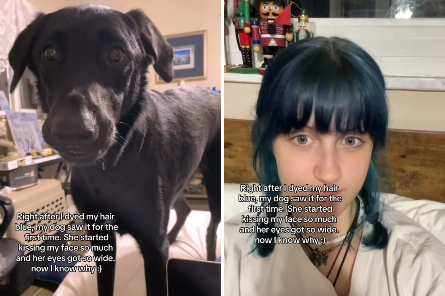 Woman Dyes Hair Blue, Not Prepared for What Dog Does First Time He Sees It  - Newsweek