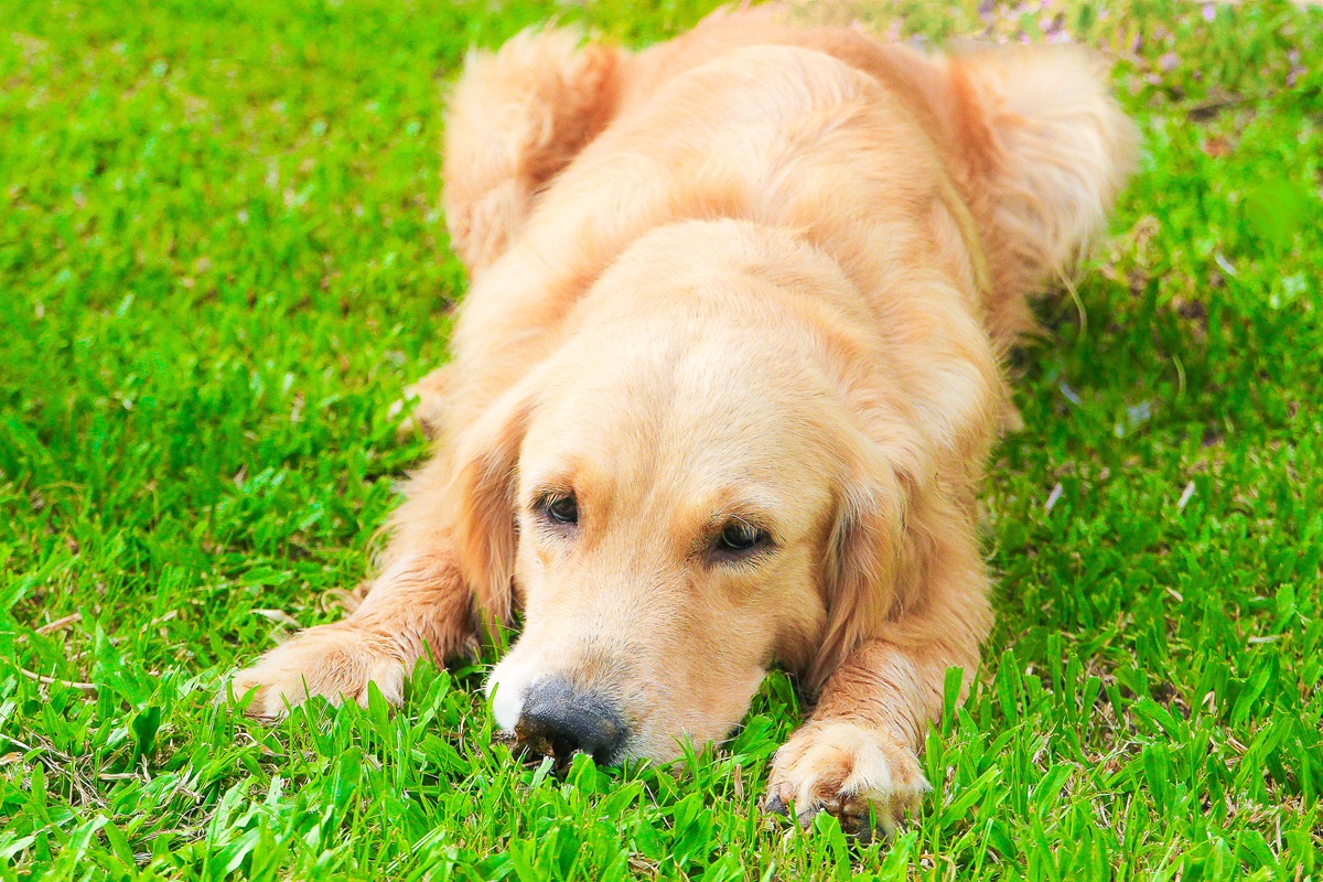 Laughter as Owner Documents Golden Retriever's Tantrums Through Week ...