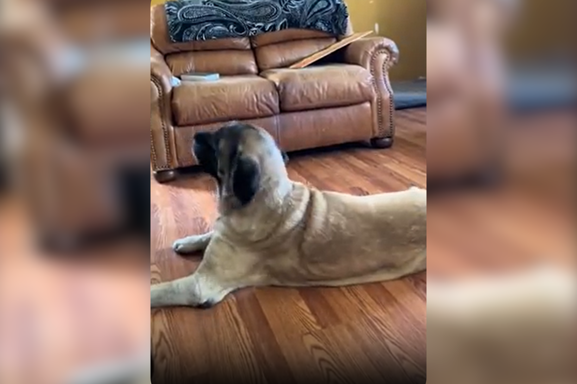 Great Dane proves she’s a real fan by listening to Taylor Swift
