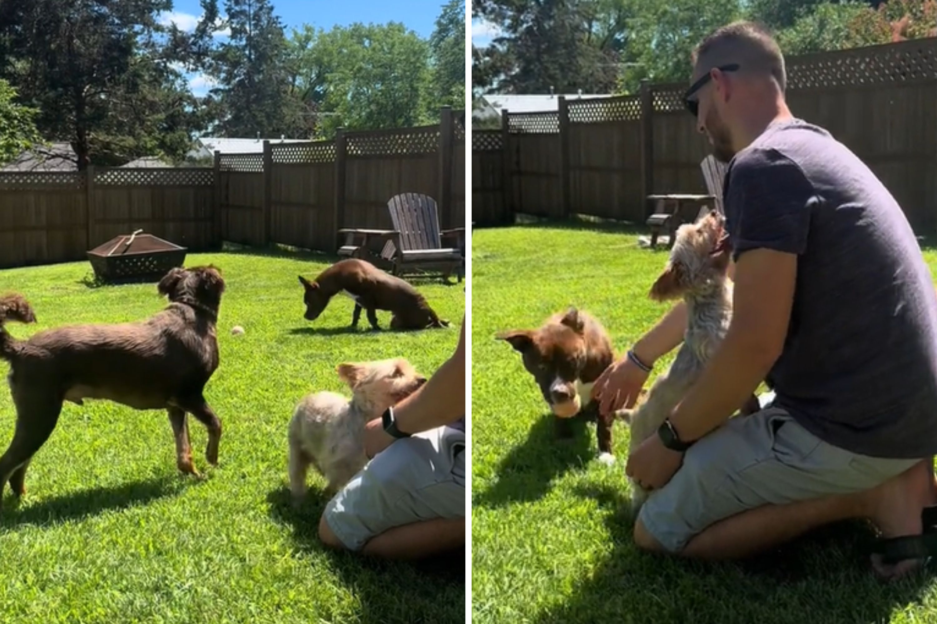 Moment Rescue Dog Helps Paralyzed Sibling Fetch Ball: 'So Pure' - Newsweek