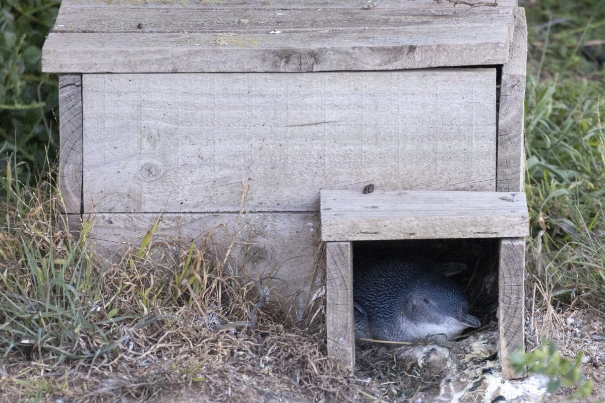 little blue penguin