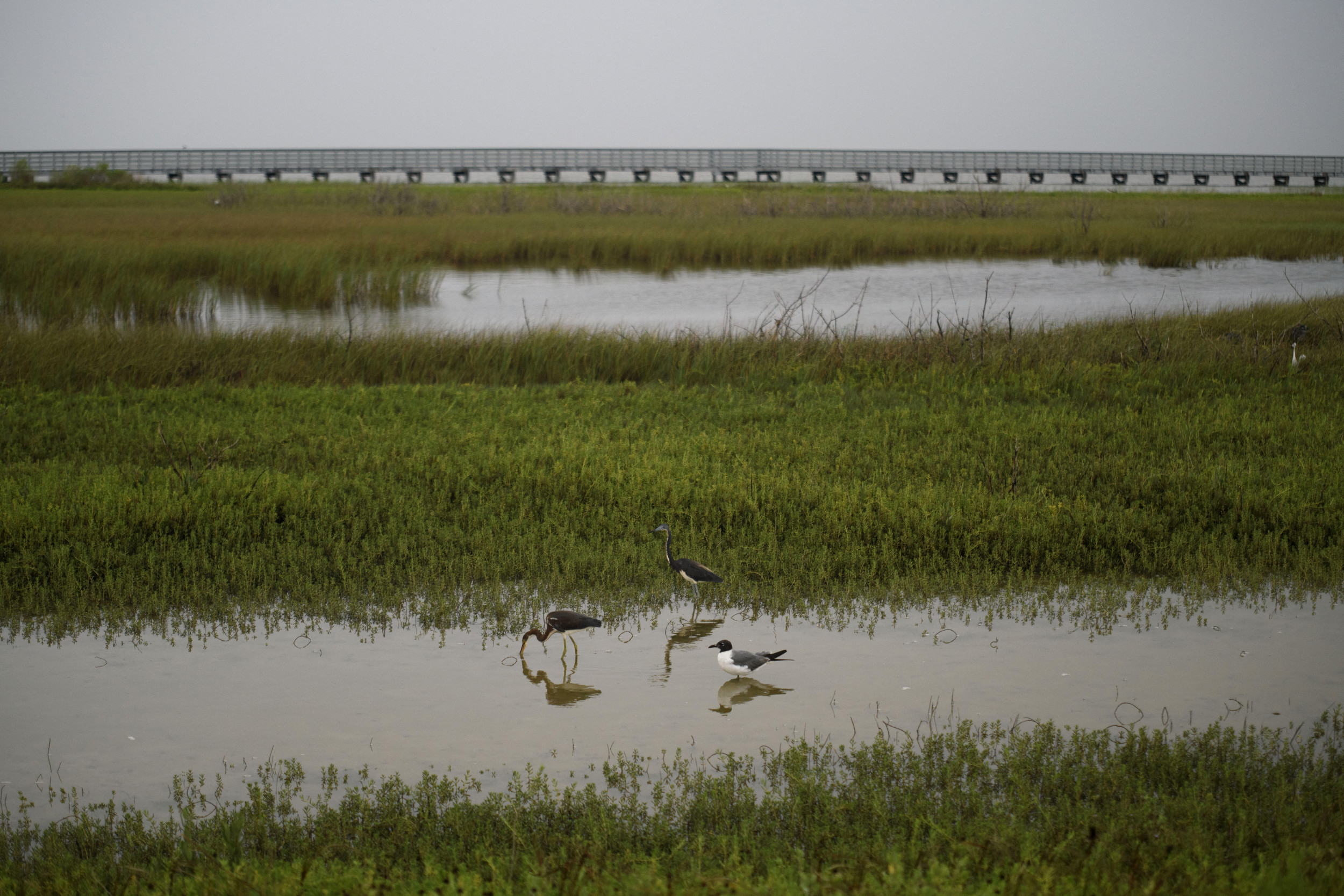 Hurricane Beryl Leaves Hundreds of Birds Injured, Orphaned Hurricane Beryl Leaves Hundreds of Birds Injured, Orphaned