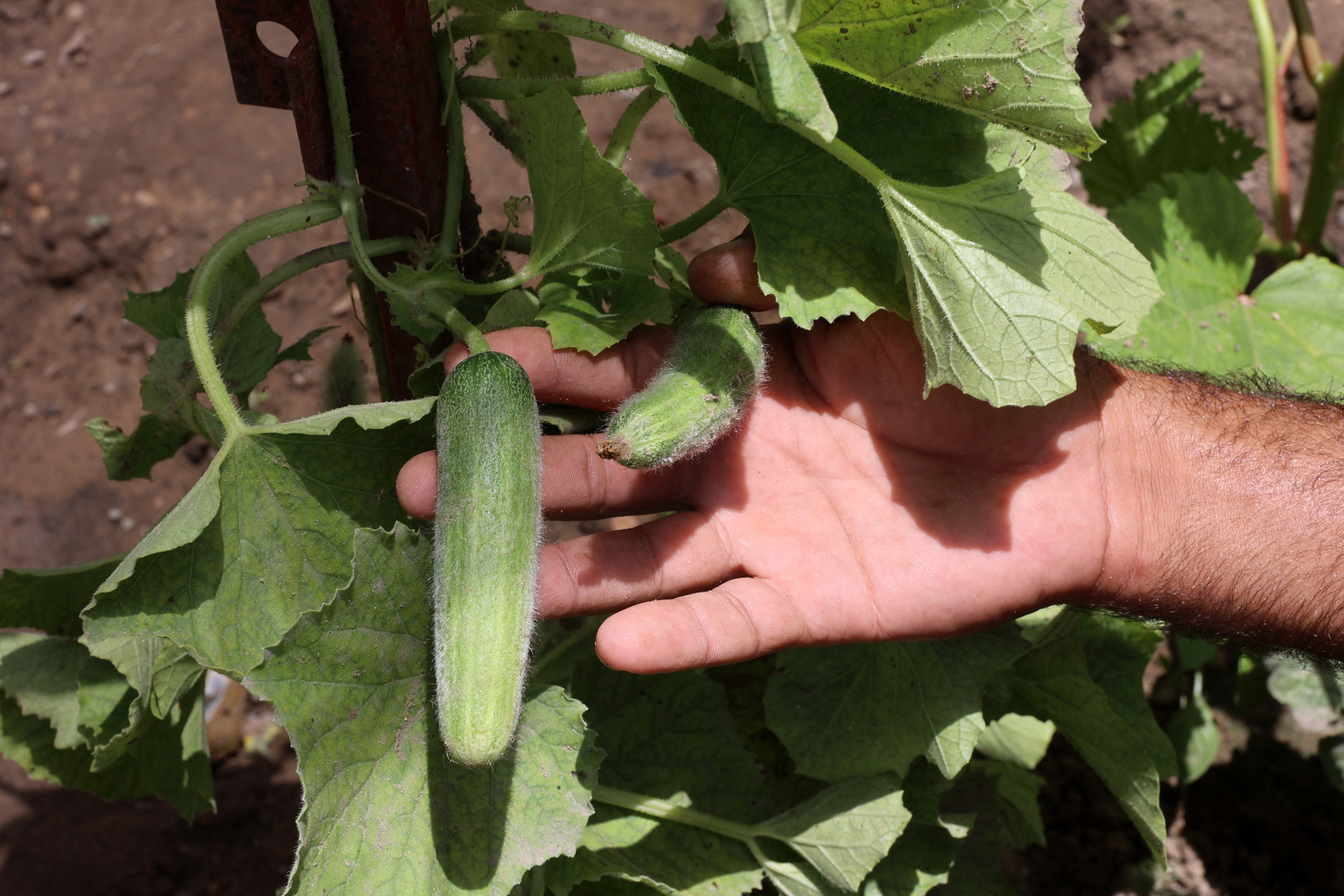 Sickness Map Update Shows States Worst Hit Since Cucumber Recall