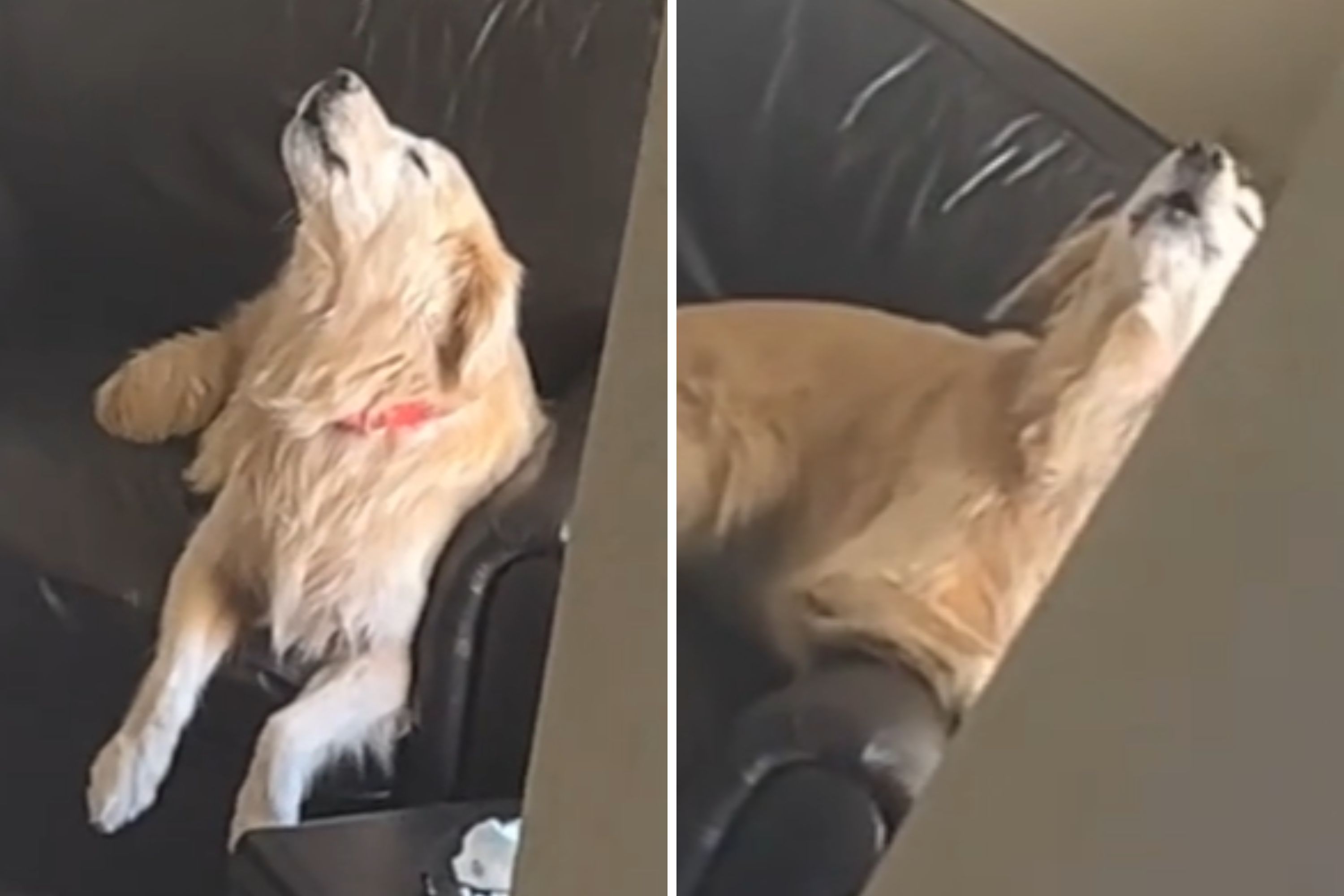 Owner Catches Dog's Reaction to Thinking She Went Out: 'Never Leave