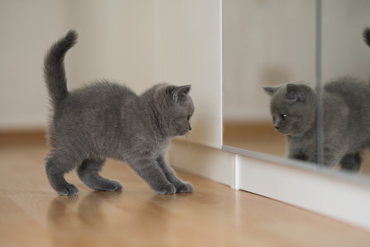 Kitten in mirror