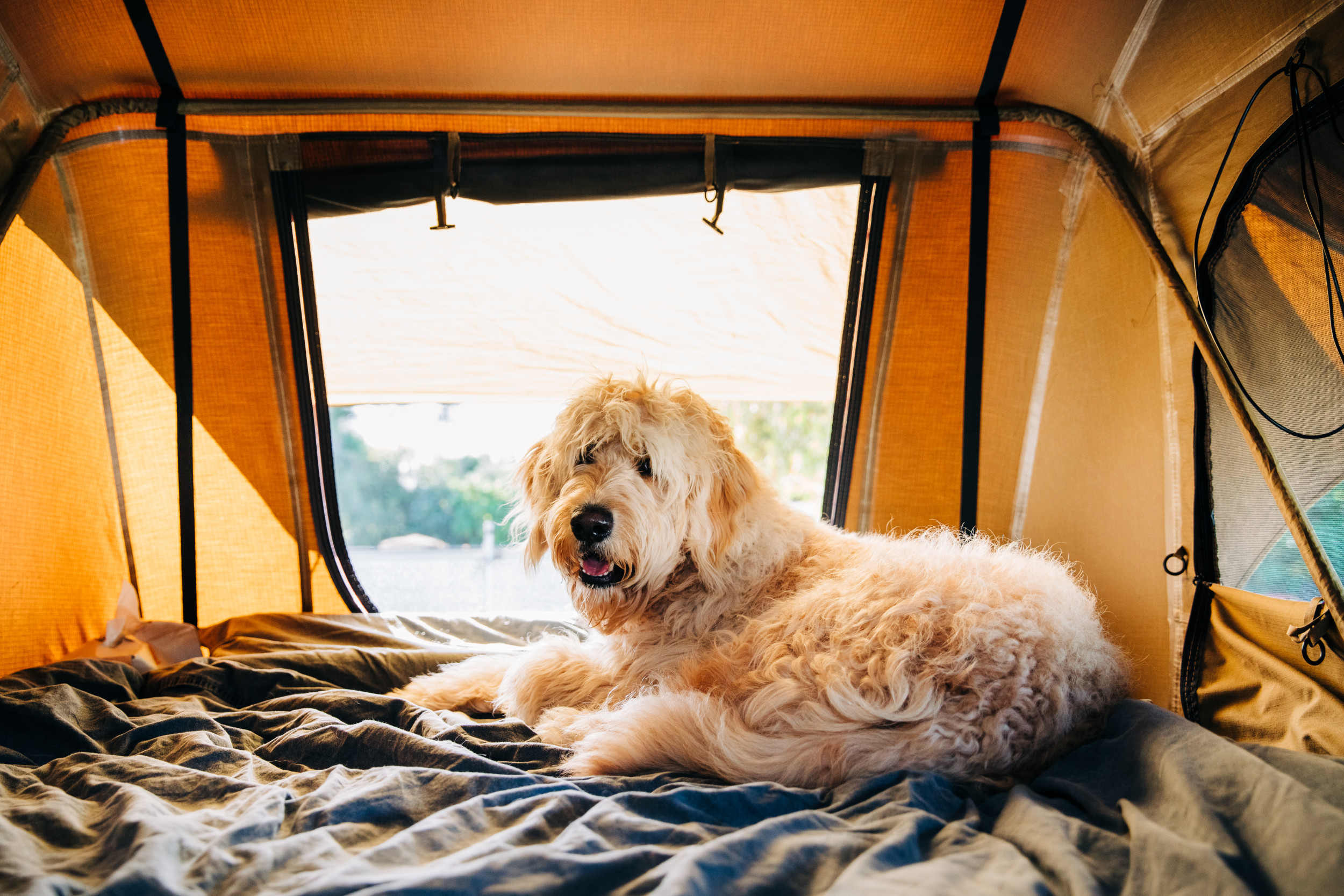 Owner Takes Dog Camping Thinking He'd Love It, Plan Backfires - Newsweek