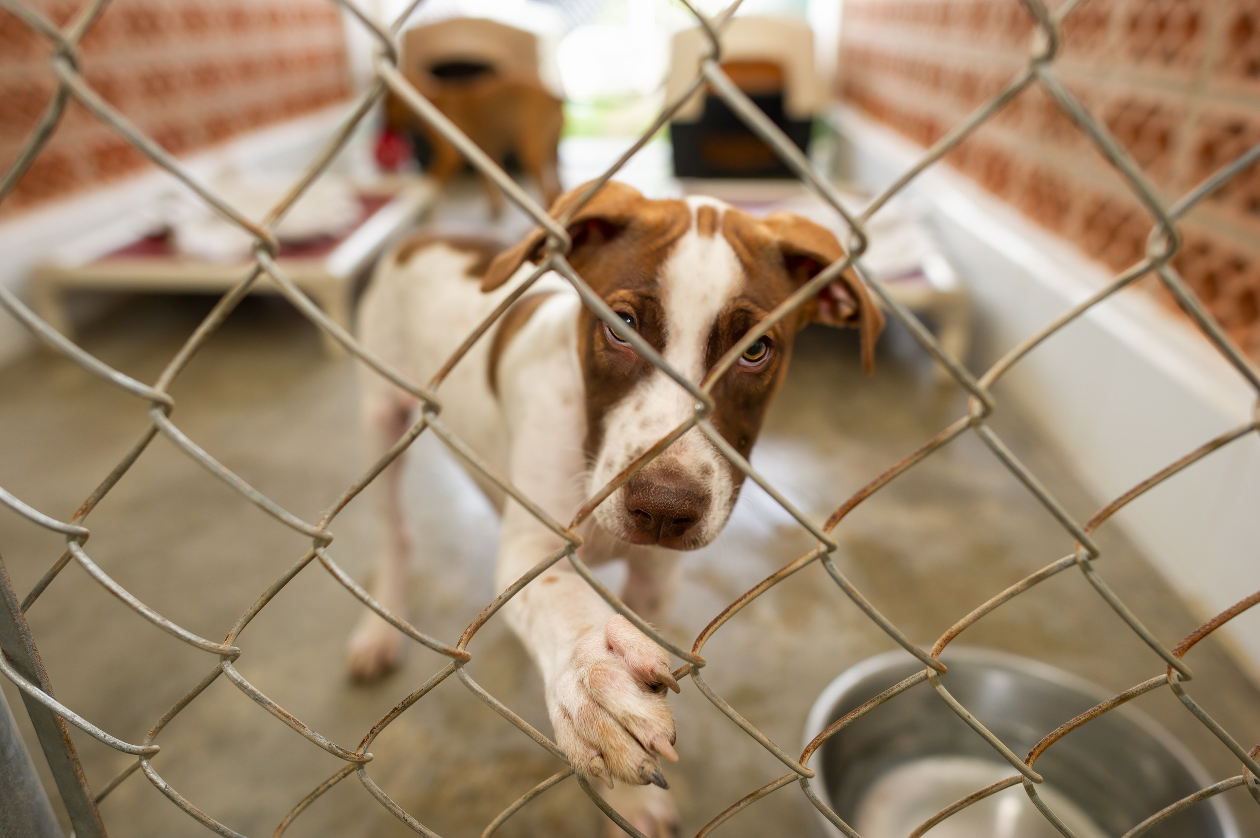 Tears As Dog Left Abandoned In Crate With Heartbreaking Note - Newsweek