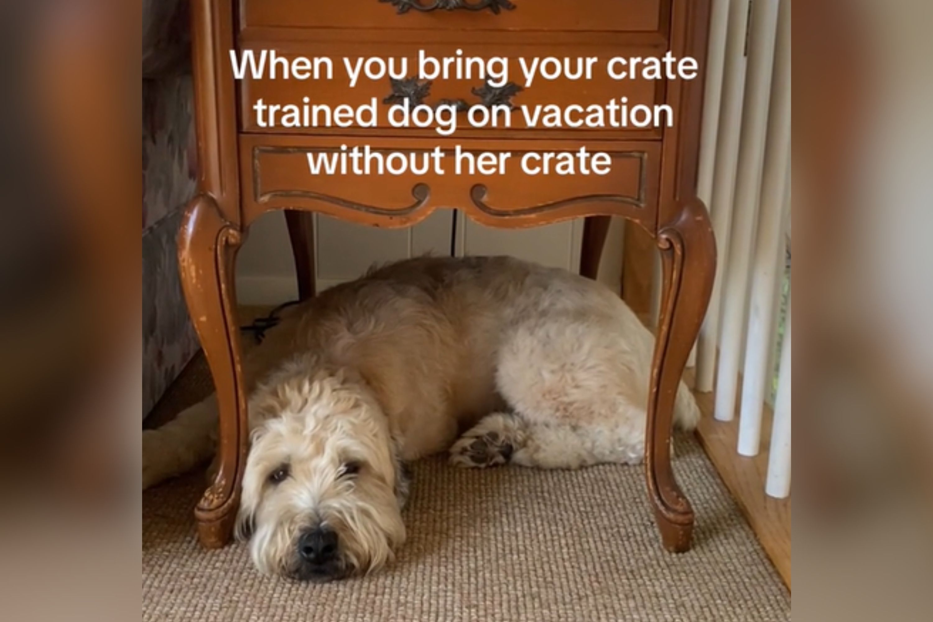 Internet in Hysterics at Where 'Crate Trained' Dog Takes a Nap on ...