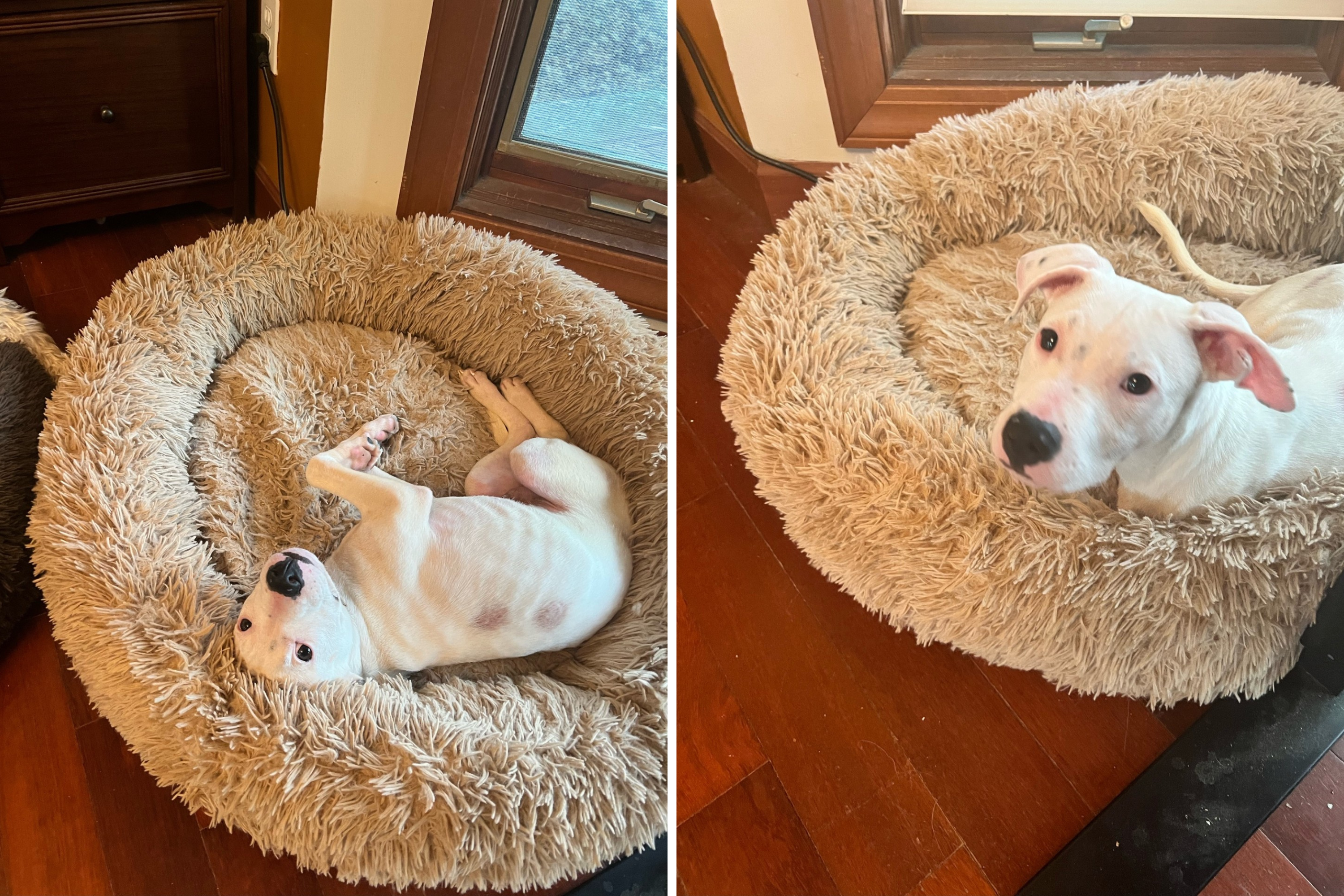 Puppy Rescued After Being Found Abandoned Tied at Park Bench During Storm