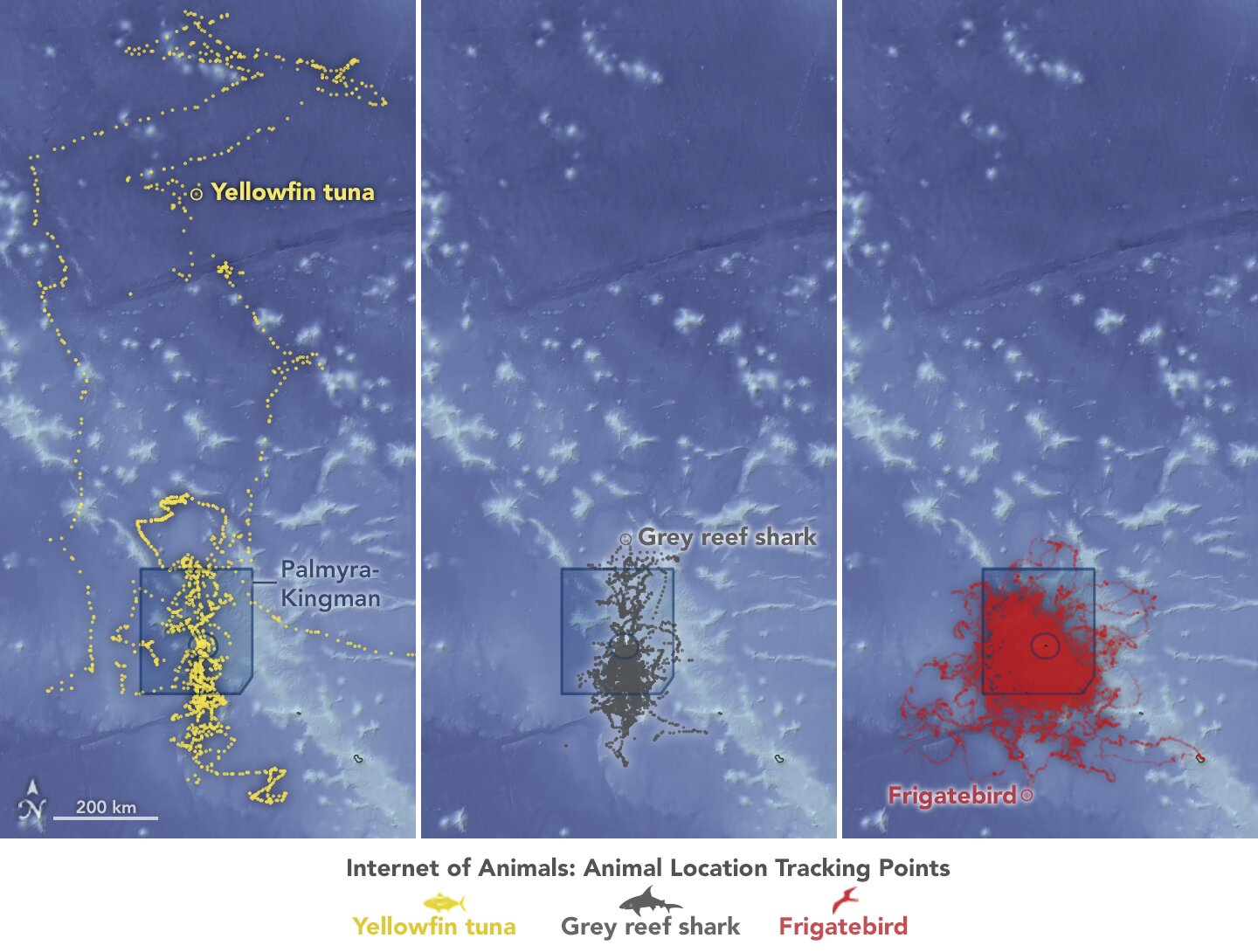 tracking species