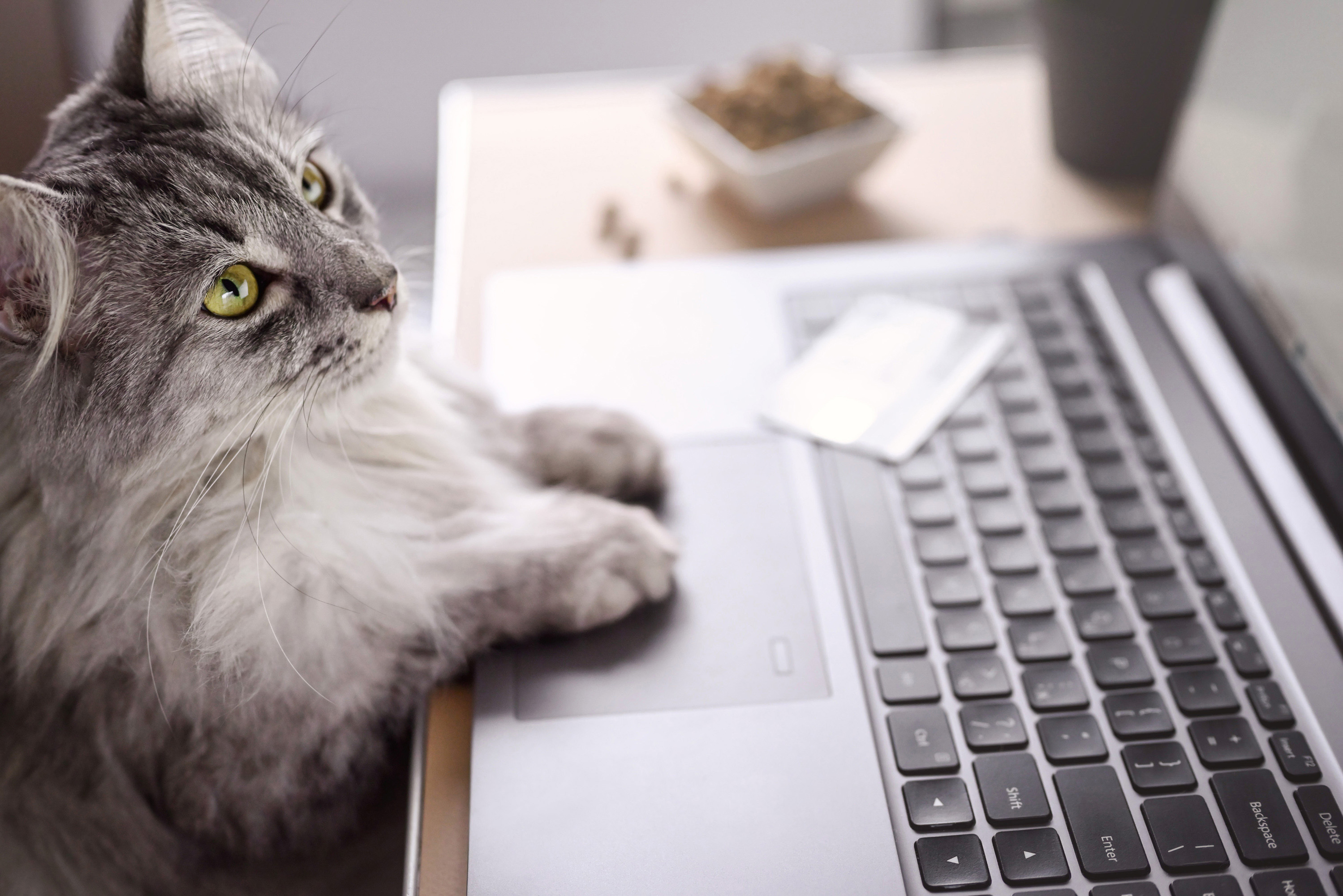 Laughter At Cat Super Invested In Virtual Work Meeting Laughter At Cat Super Invested In Virtual Work Meeting