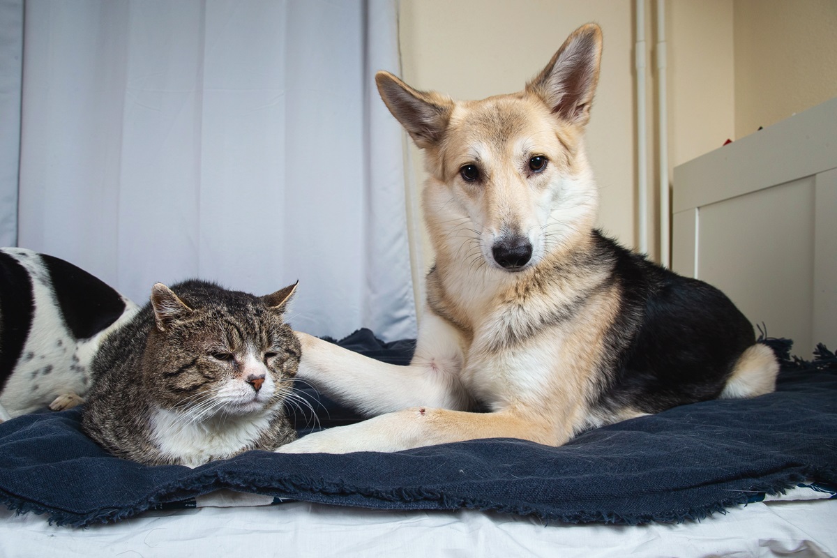 A German Shepherd’s Hilarious Encounter with a Cat Goes Viral