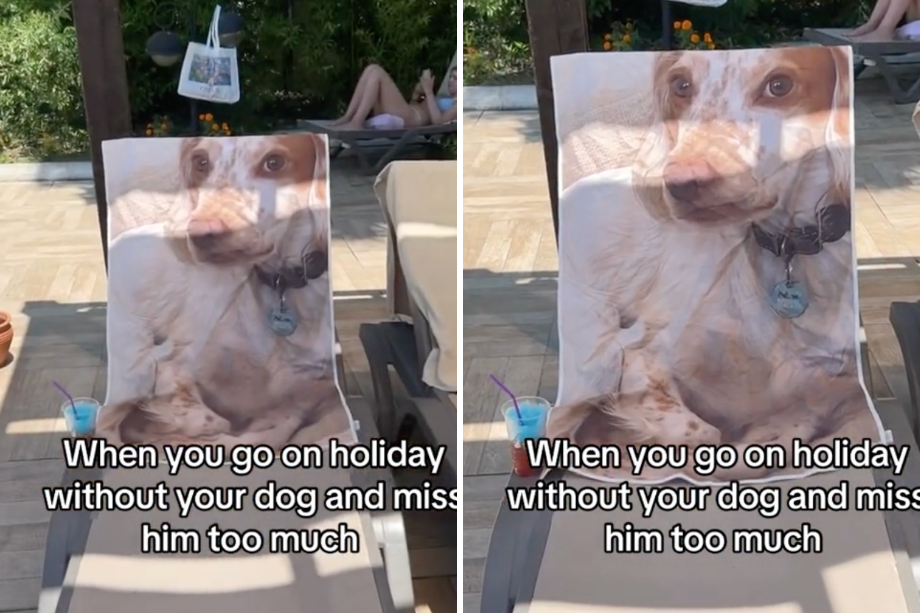 Woman on Vacation Misses Her Dog, but She Has a Plan