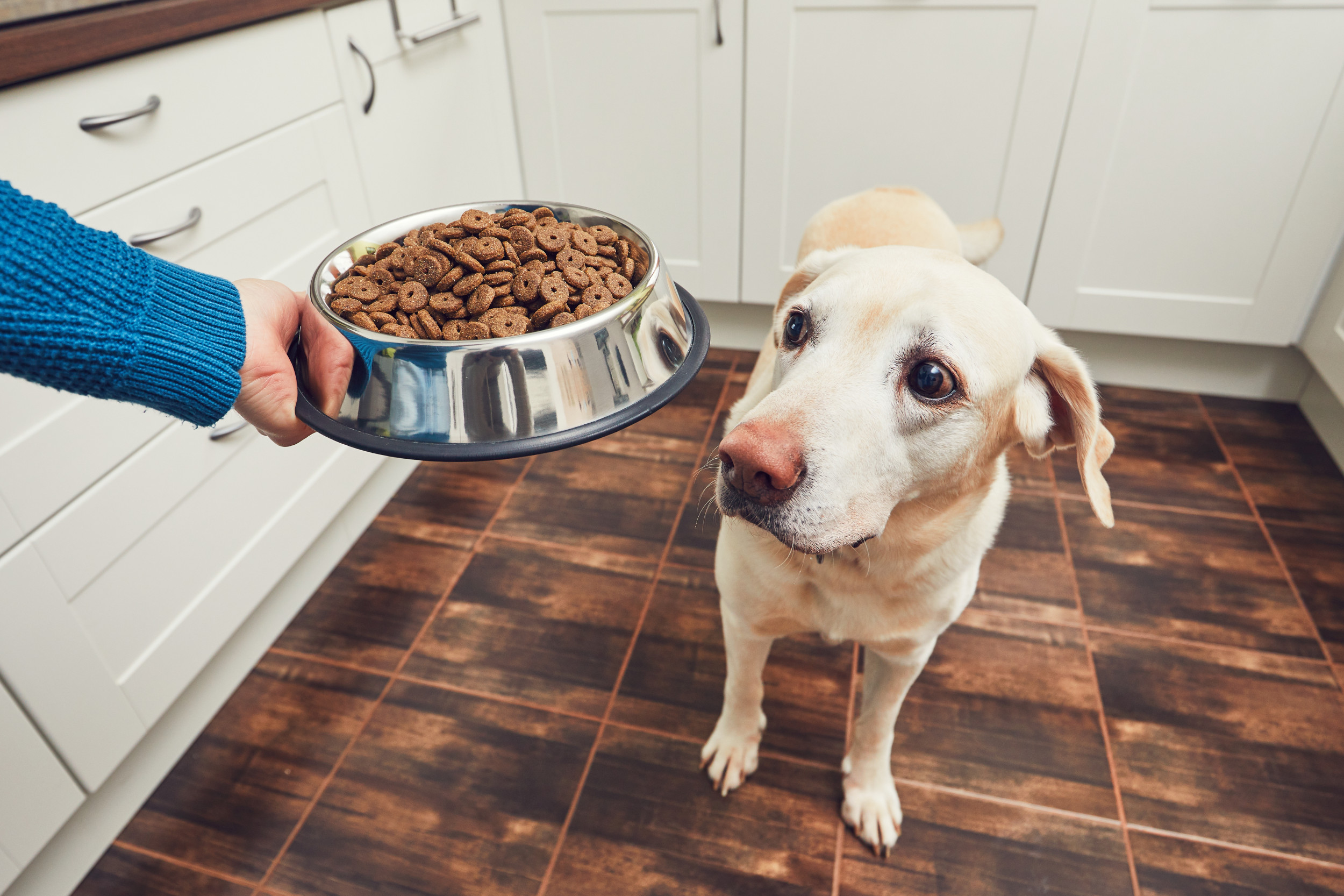 Dog stopped eating dry food hotsell