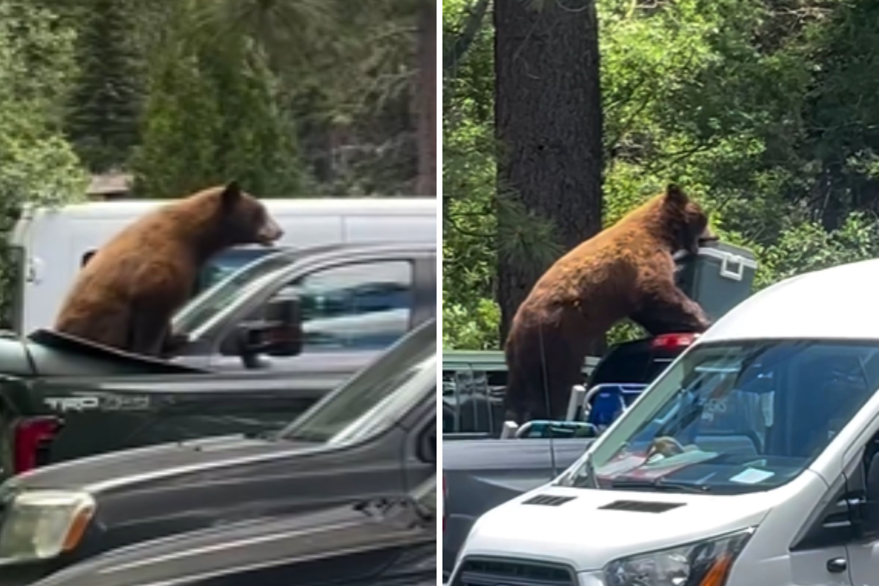 Moment Bear Steals Entire Cooler From Truck in Parking Lot Caught on Camera