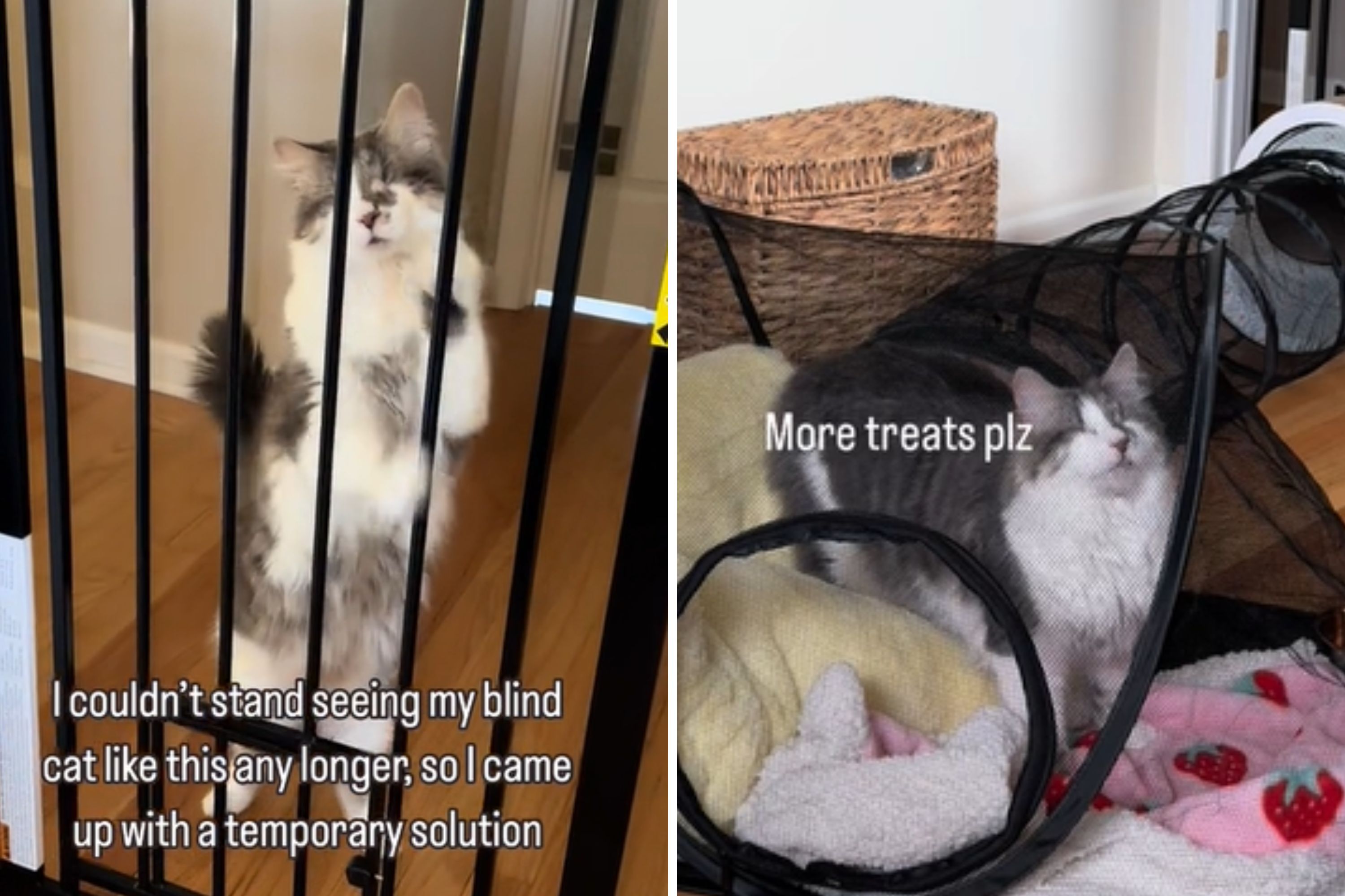 Internet Sobs Over How Blind Rescue Cat Searches for Owner