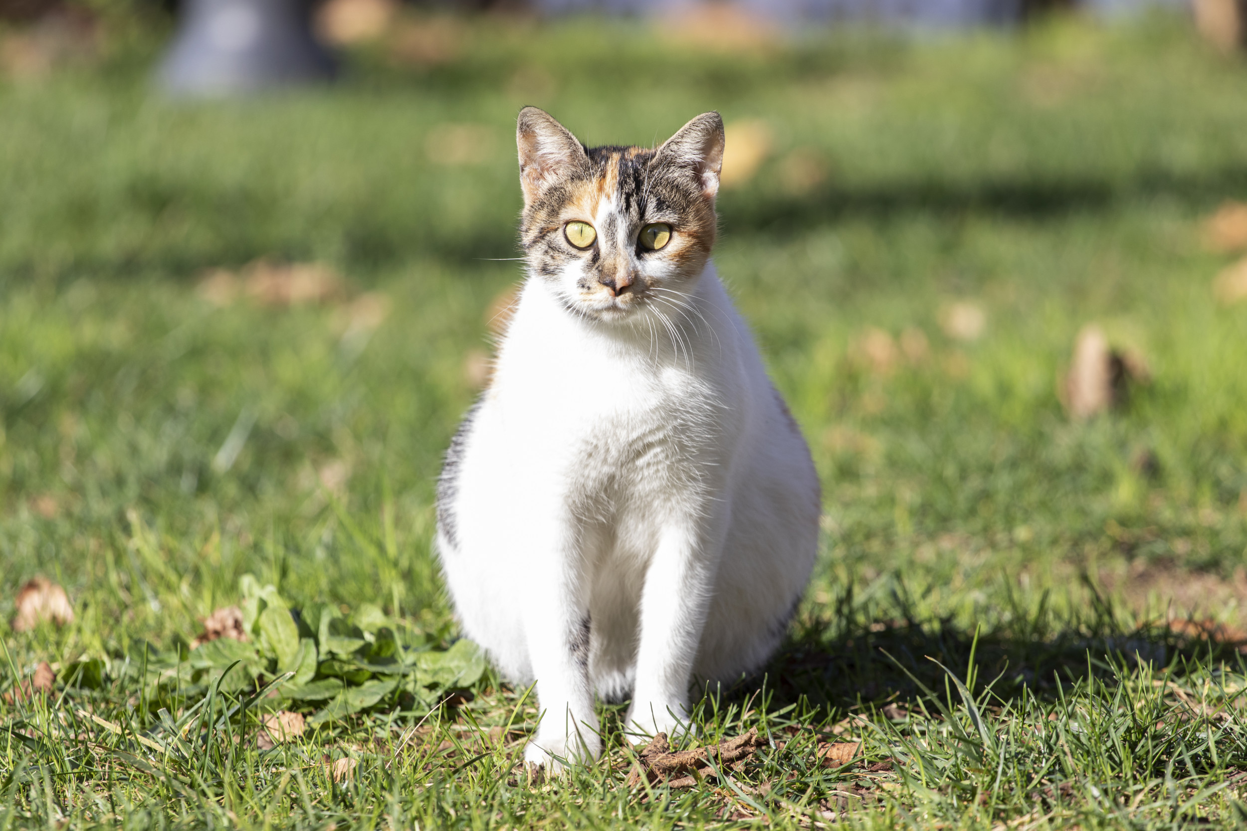 Pregnant shops stray cat