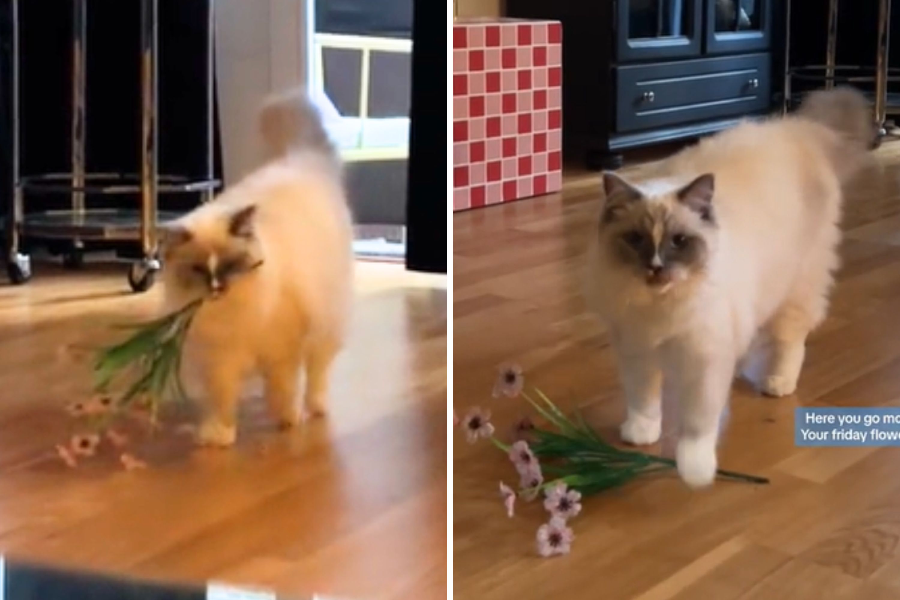 Woman Doesn't 'Need a Man' as Cat Brings Her Fresh Flowers Every Day ...