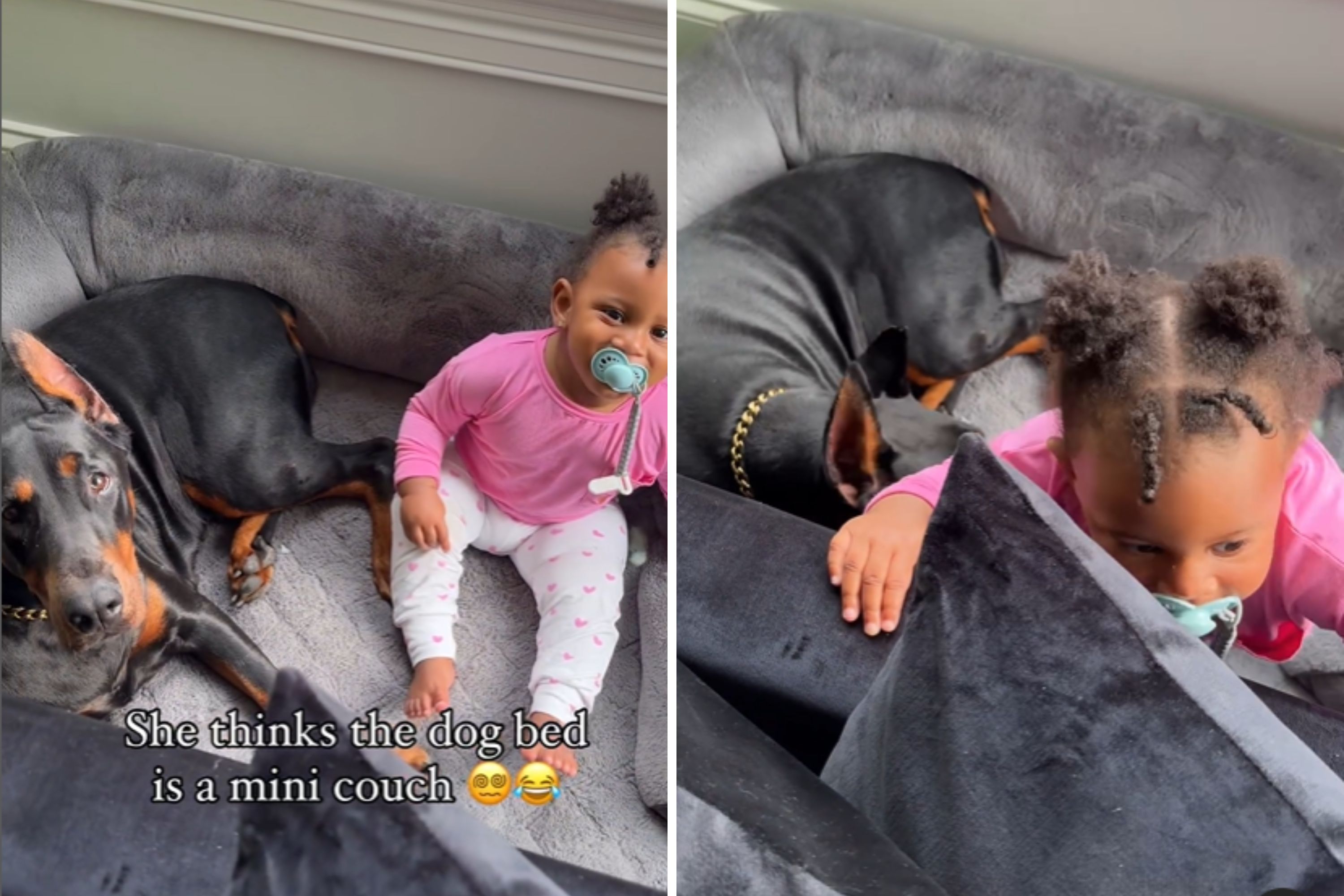 Mom Captures Heartwarming Moment as Doberman Dog Acts as ‘Nanny’ to Toddler