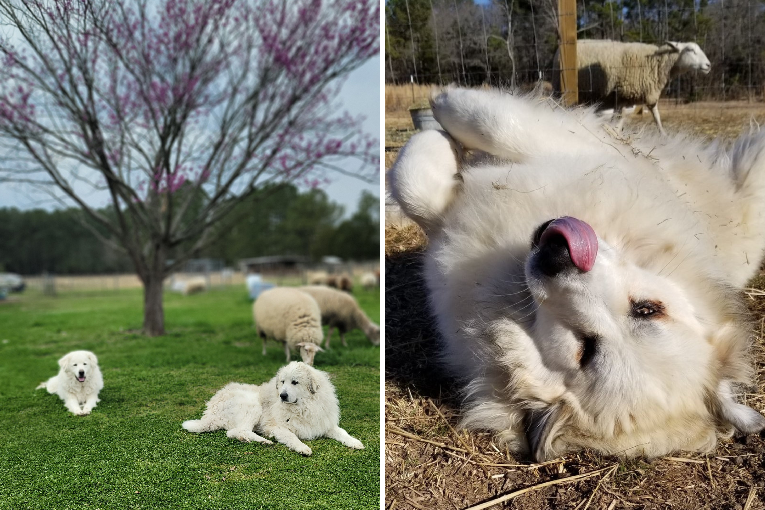 Guardian Dogs Caught Sleeping on the Job by Sheep Have Internet in Stitches