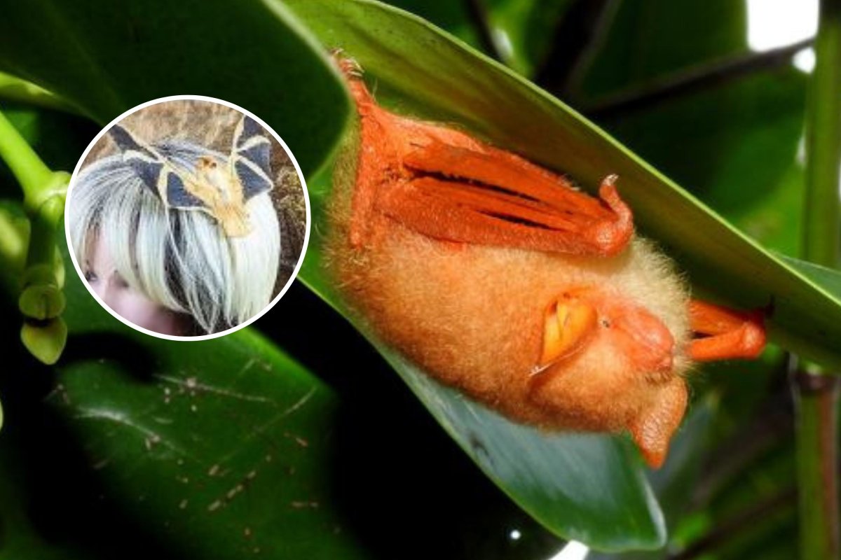 Americans Harming 'Unique' Species By Importing Weird Dead Bat ...