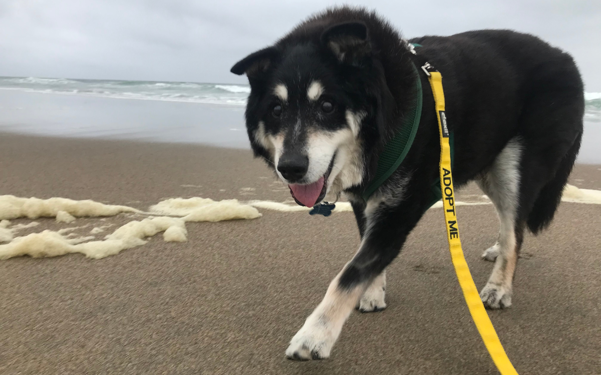 Fritz enjoys a walk on the beach.