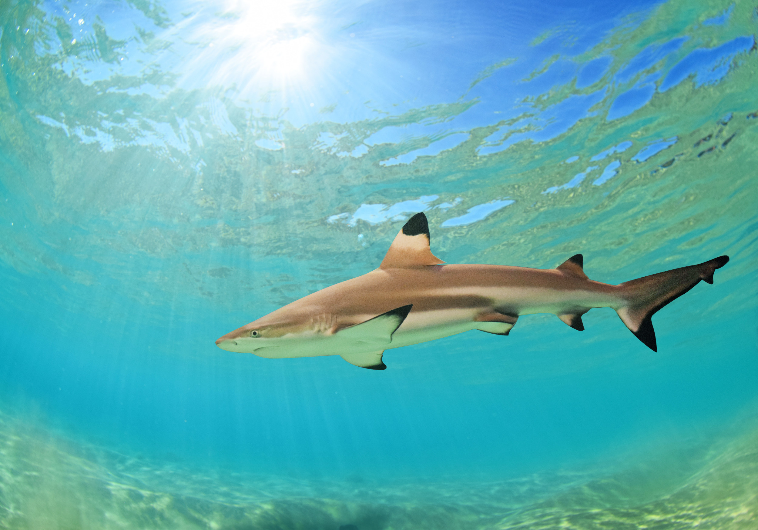 A Hawaii Beachgoer’s Hair-Raising Encounter With a Shark Leaves Viewers Terrified