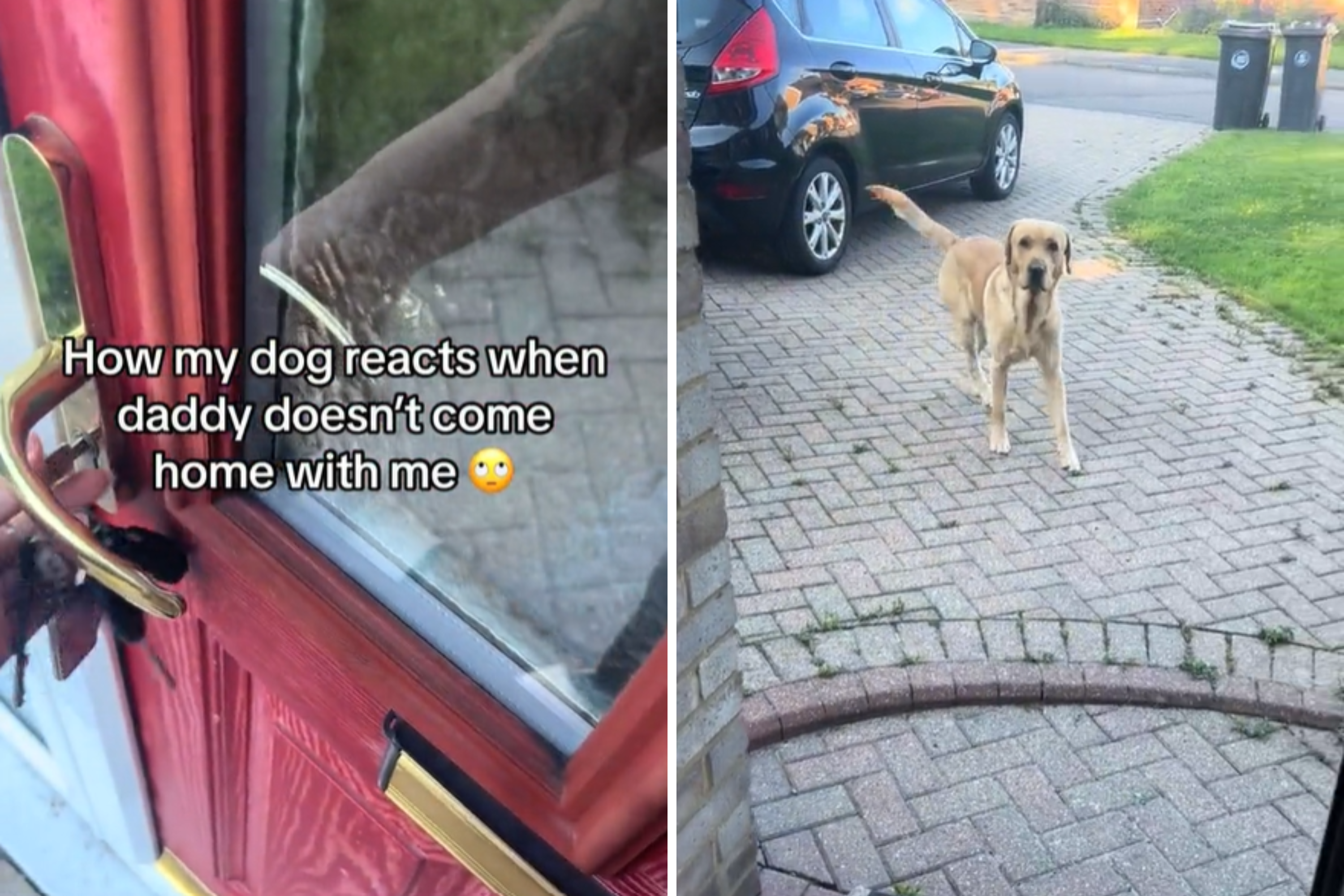 Adorable Dog’s Hilarious Reaction to Mom Coming Home Solo Makes Waves Online