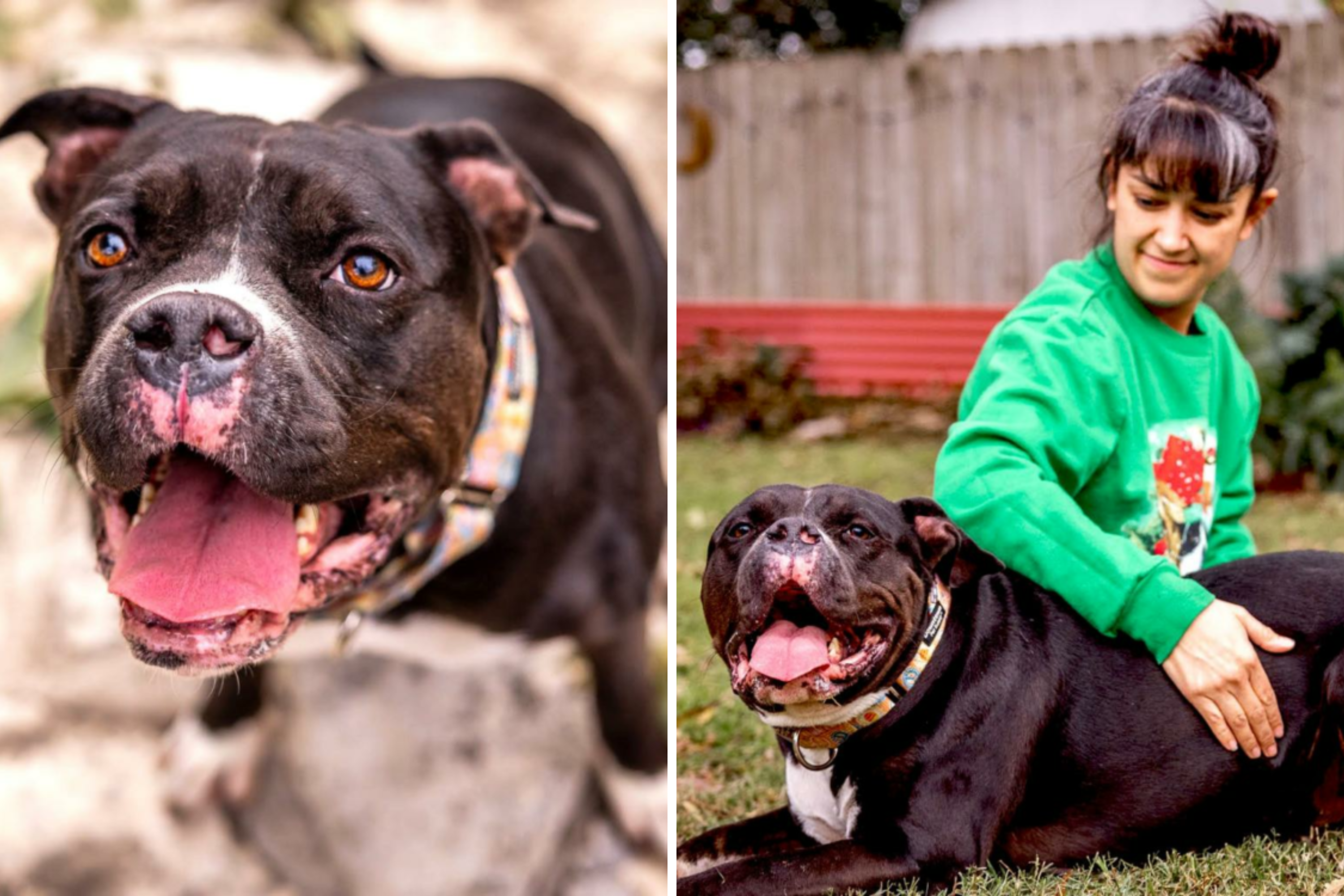 Heartbreaking Tale: Stressed Dog Returning to Shelter After a Year with Foster