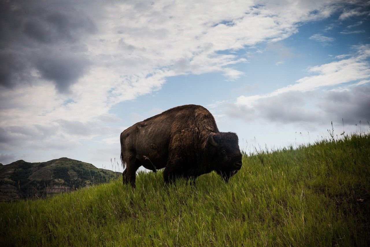 Where the Buffalo Burgers Roam Where the Buffalo Burgers Roam