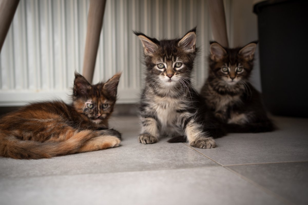 Man Goes to Adopt One Kitten, Unprepared for How Many Cats He Ends Up With Man Goes to Adopt One Kitten, Unprepared for How Many Cats He Ends Up With