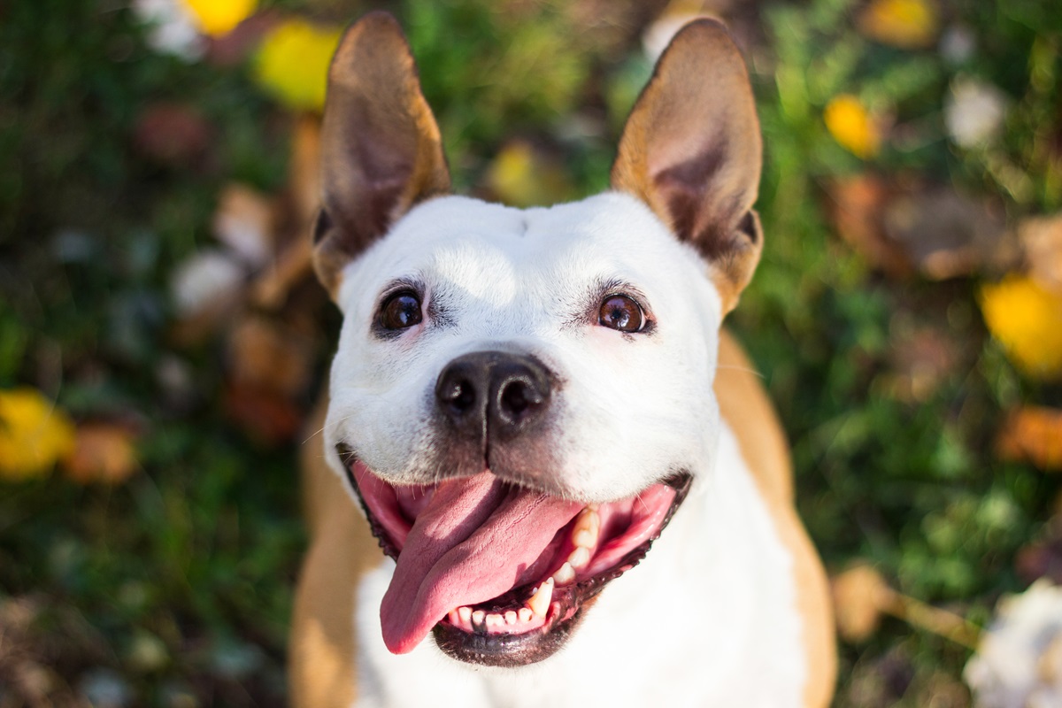 The Internet Can’t Get Enough of This Rescue Dog With an Adorable “Majestic” Feature